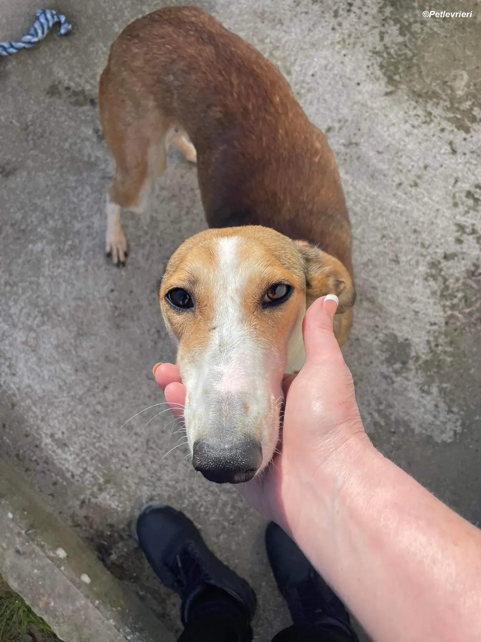 Donna adozione levrieri greyhound 5