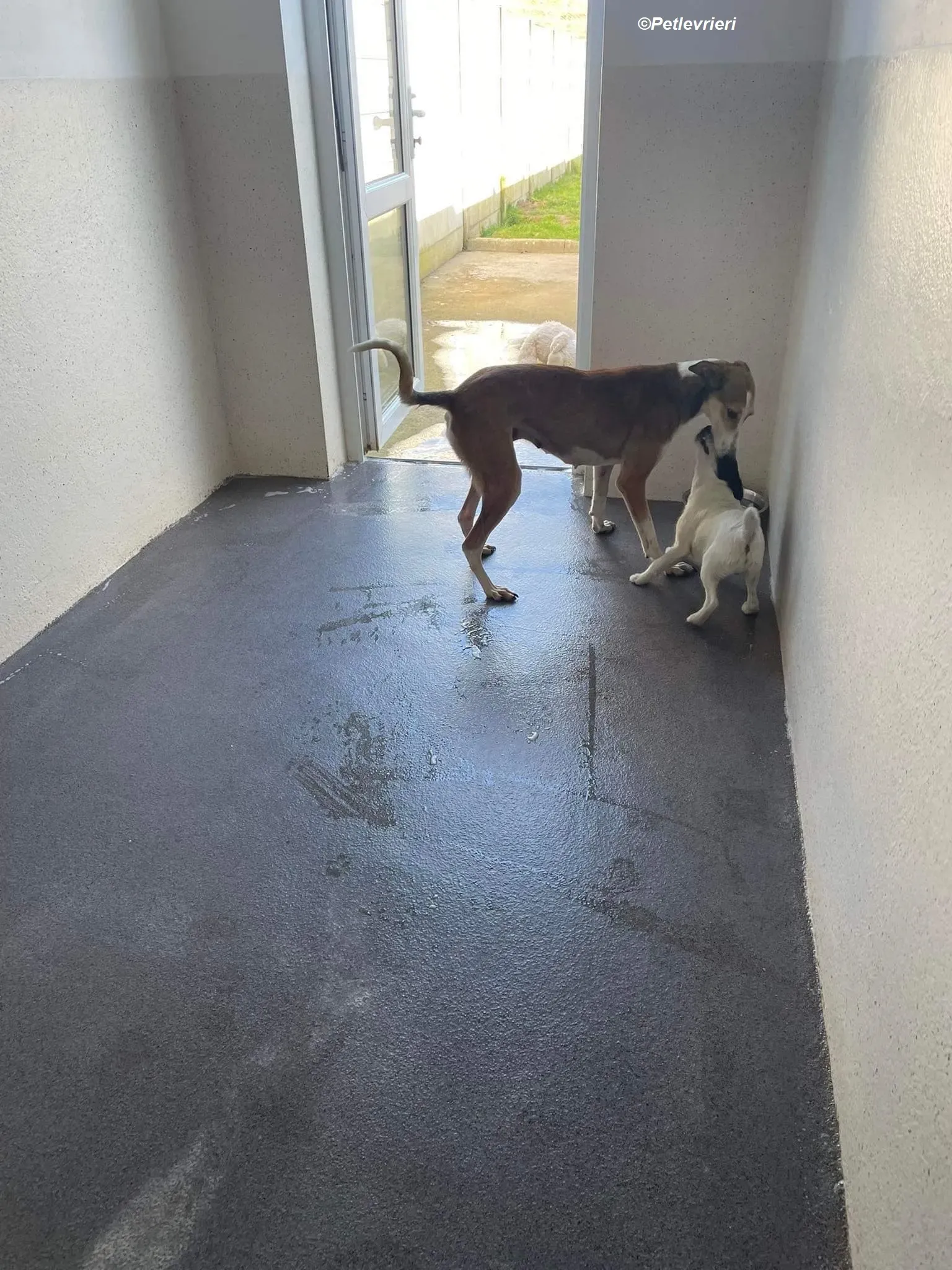 Donna adozione levrieri greyhound 6