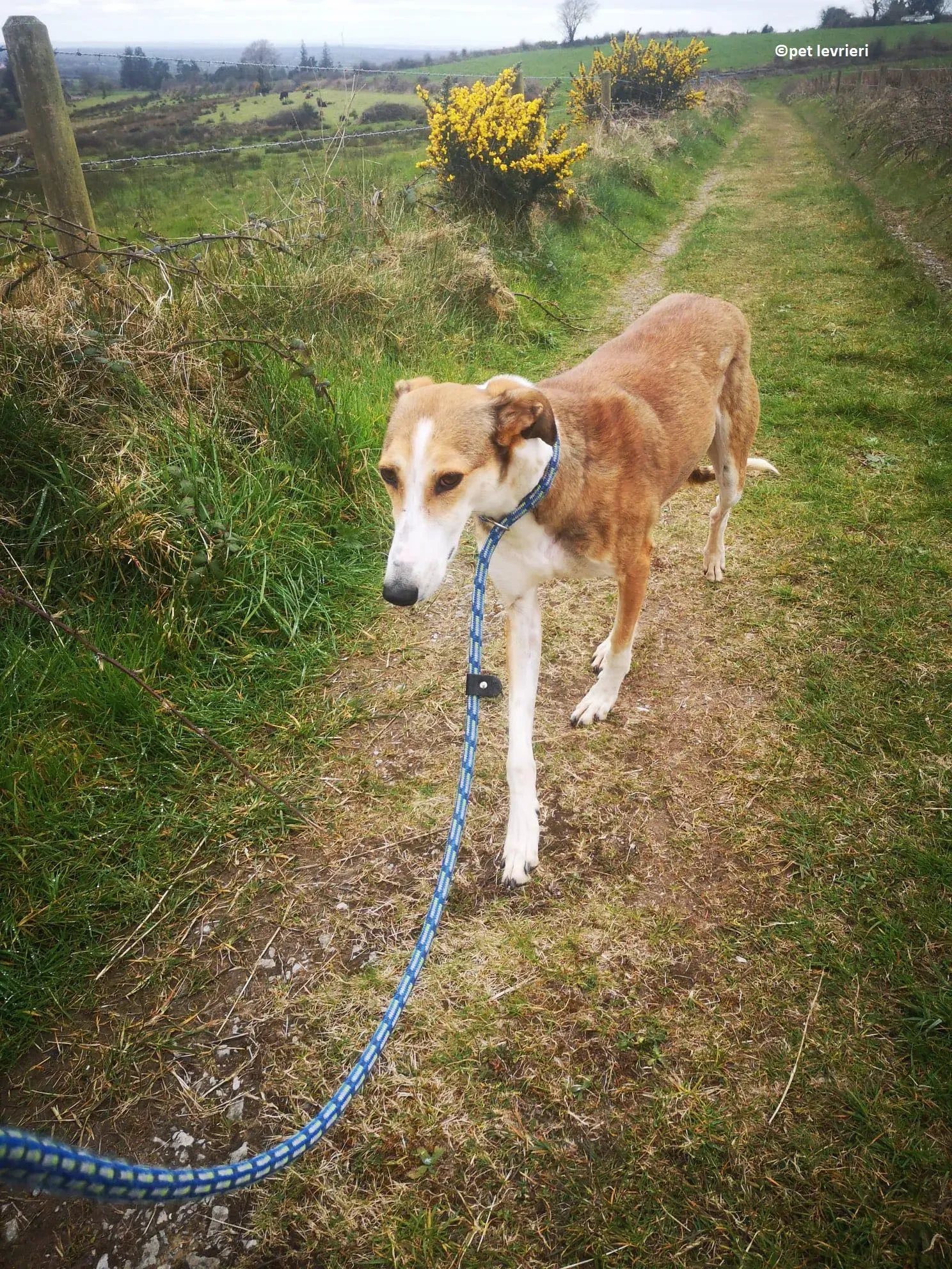 Donna adozione levriero lurcher saluki1