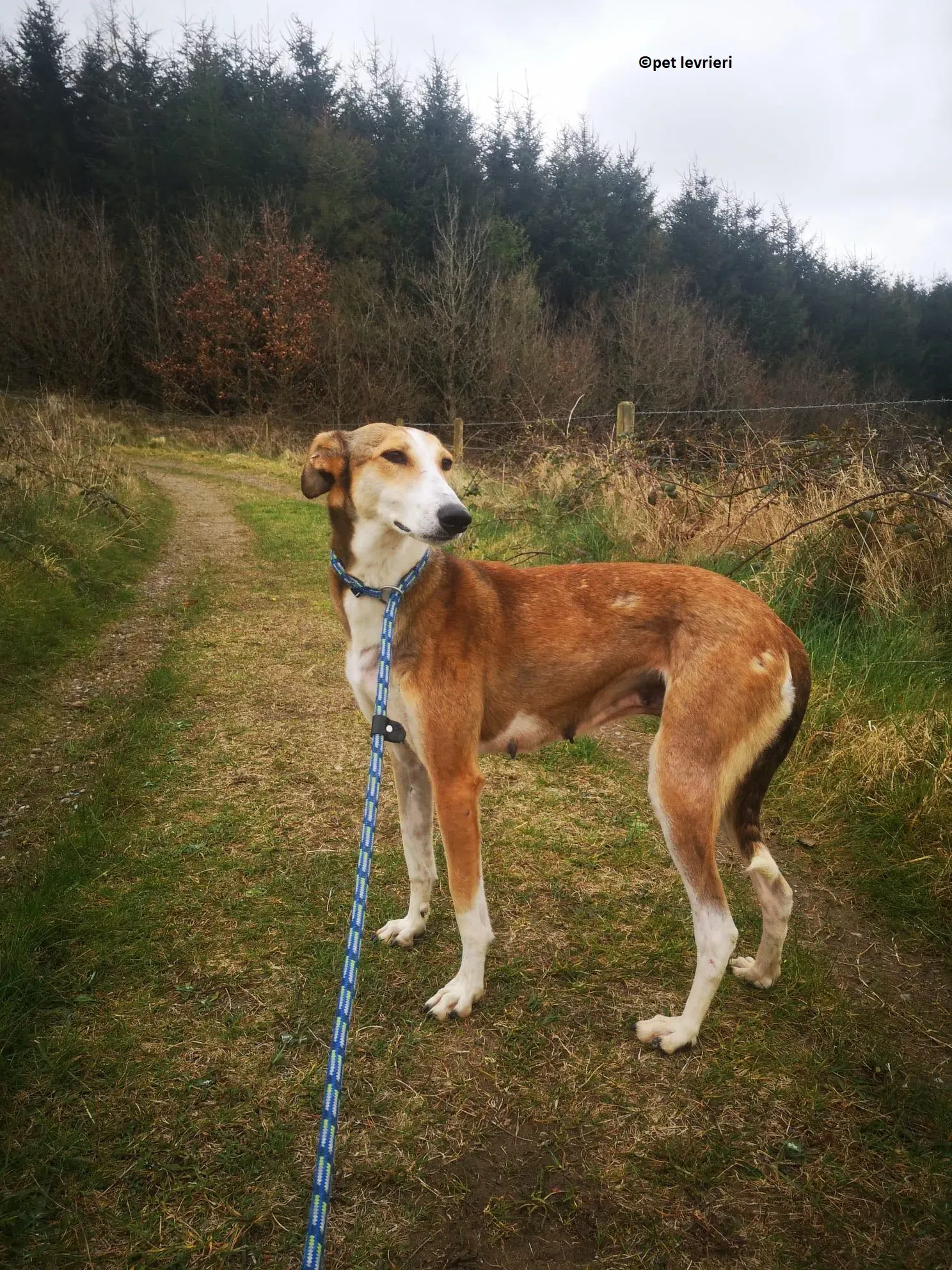 Donna adozione levriero lurcher saluki2