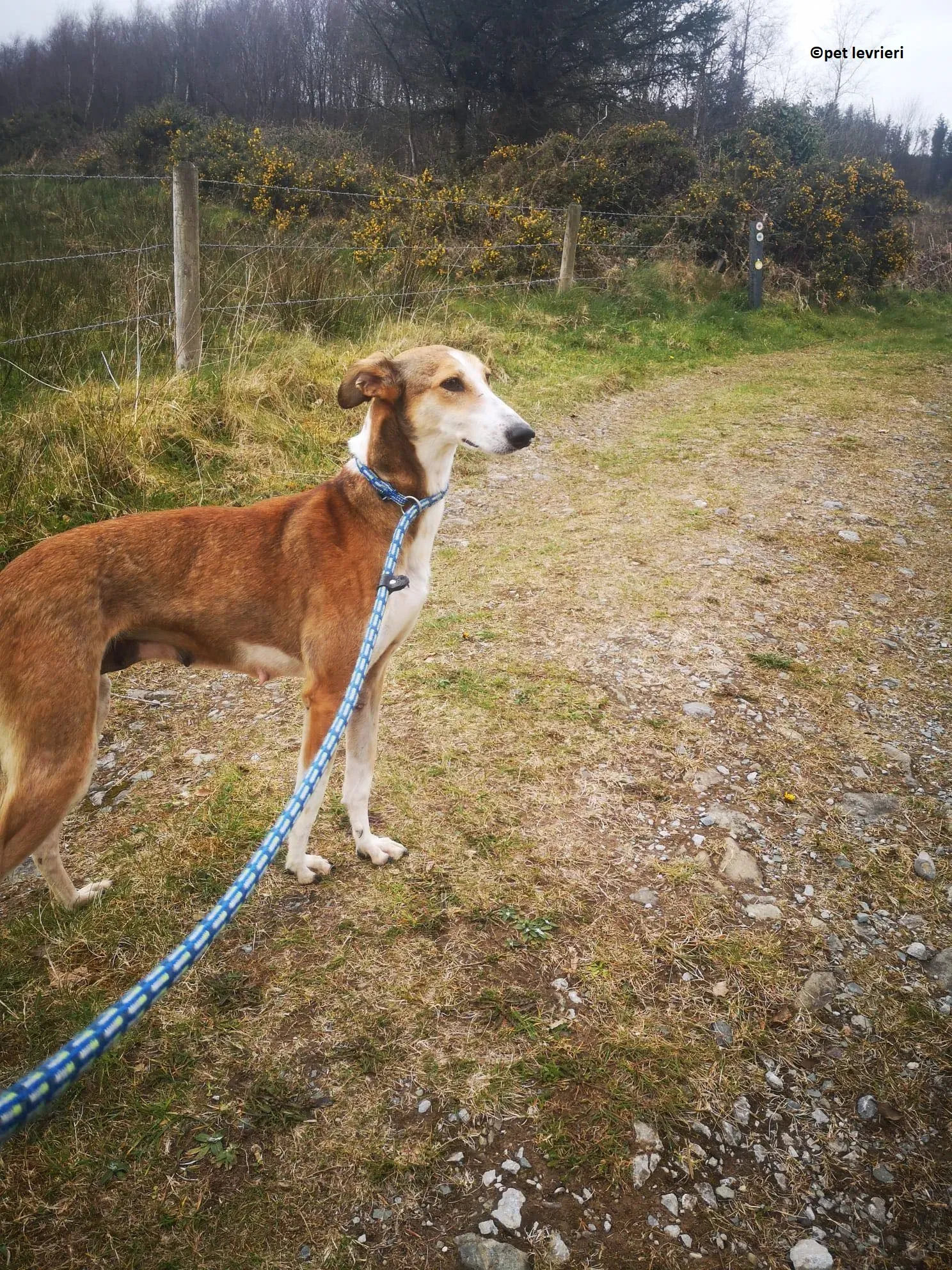 Donna adozione levriero lurcher saluki3