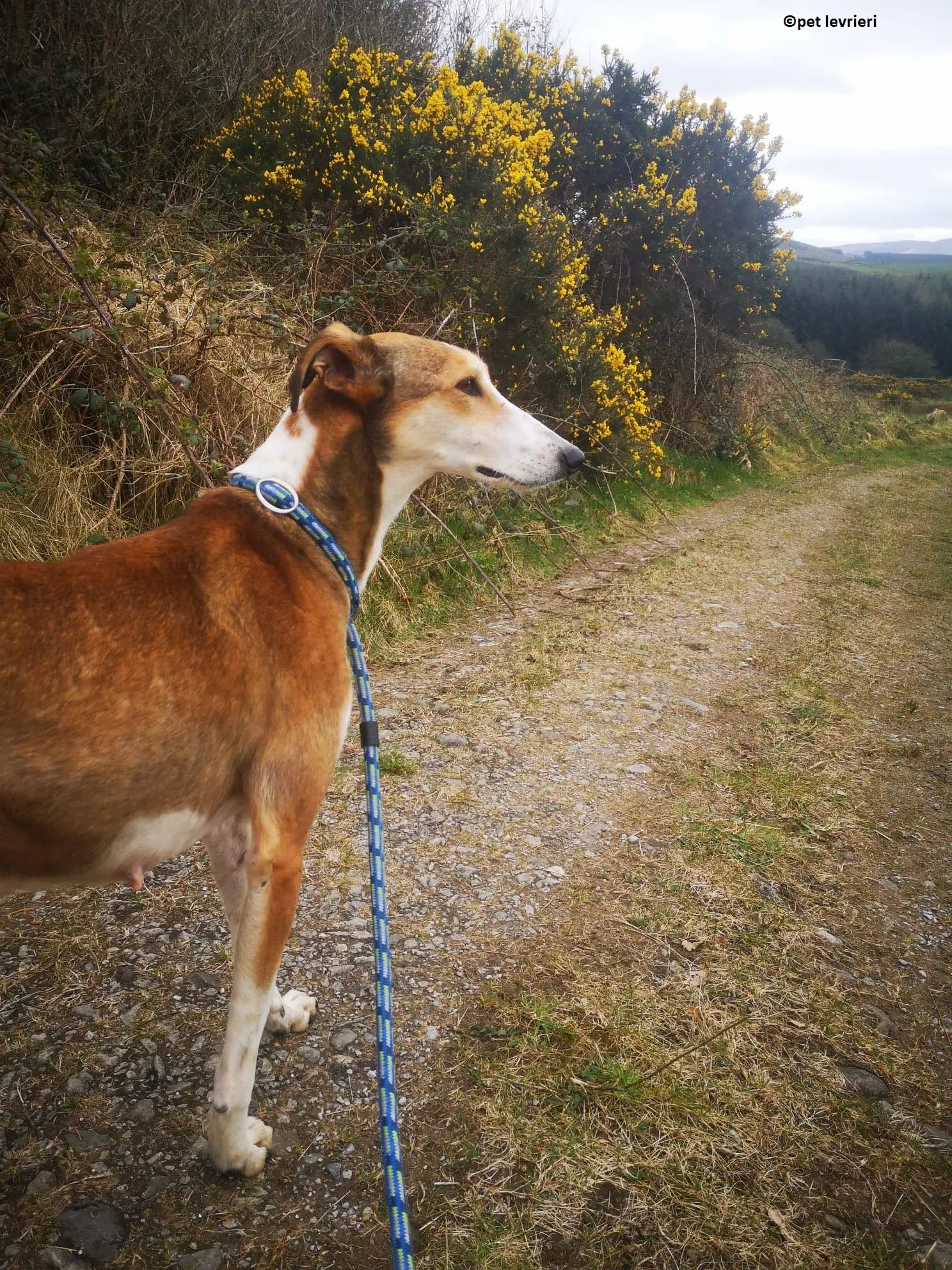 Donna adozione levriero lurcher saluki4