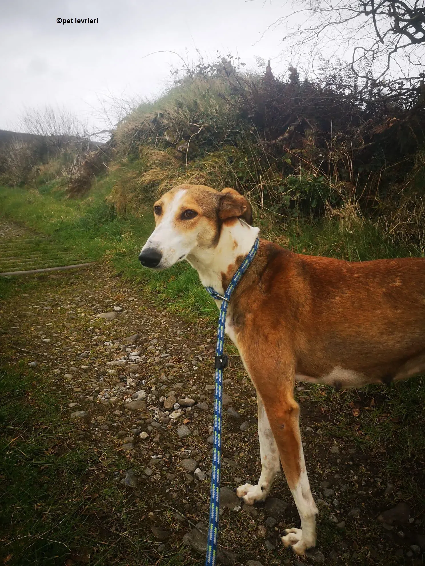 Donna adozione levriero lurcher saluki5