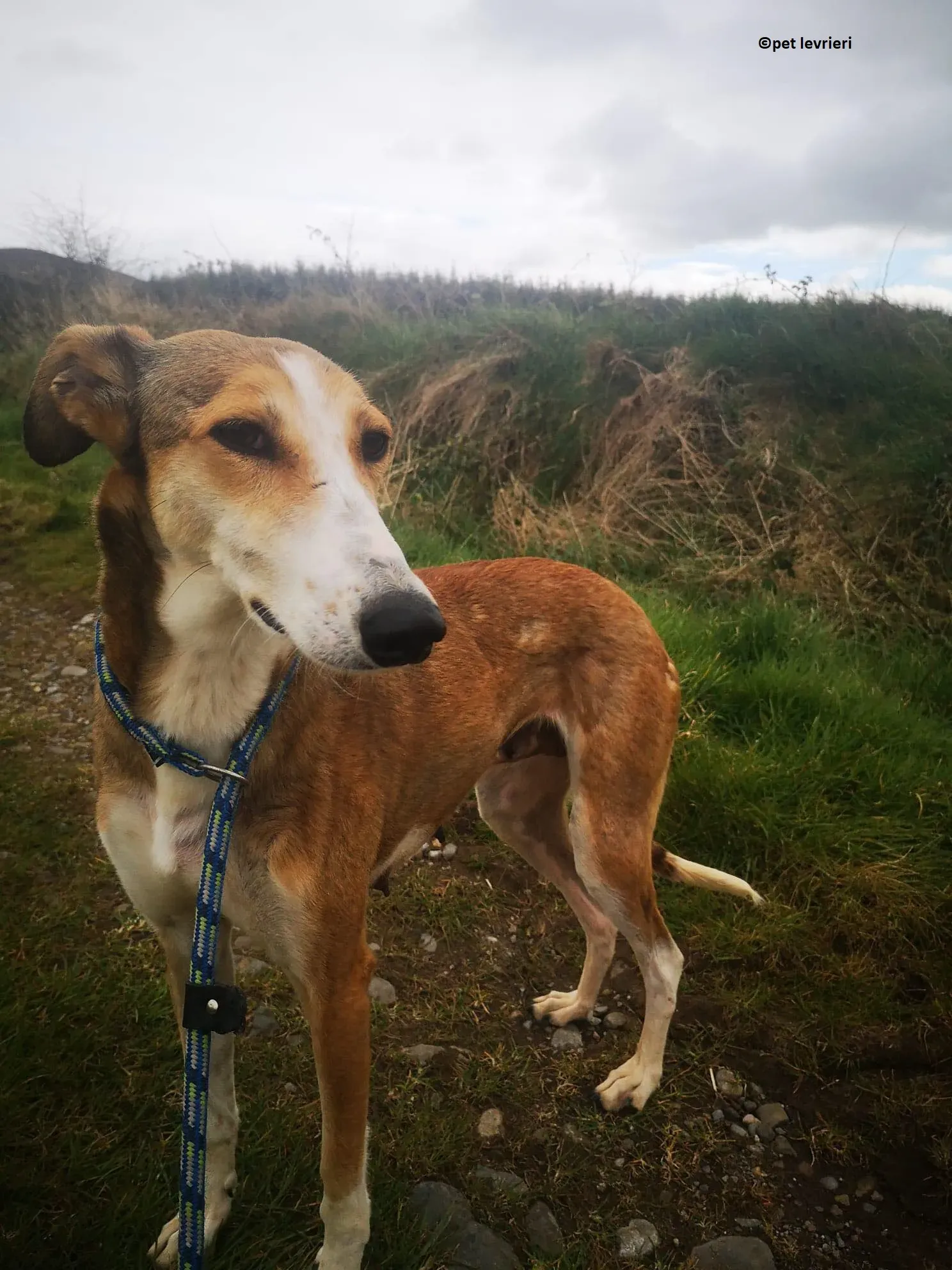 Donna adozione levriero lurcher saluki6