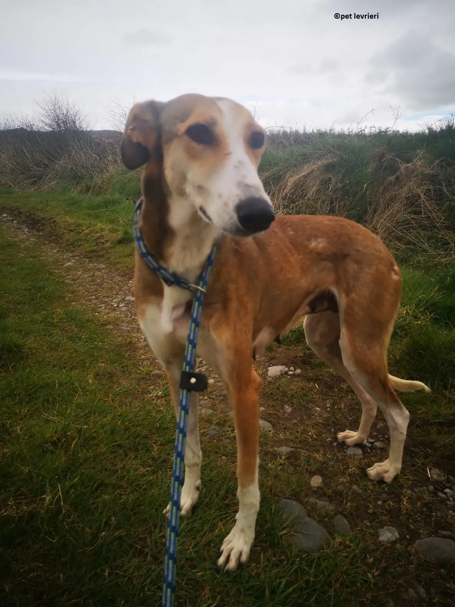 Donna adozione levriero lurcher saluki7