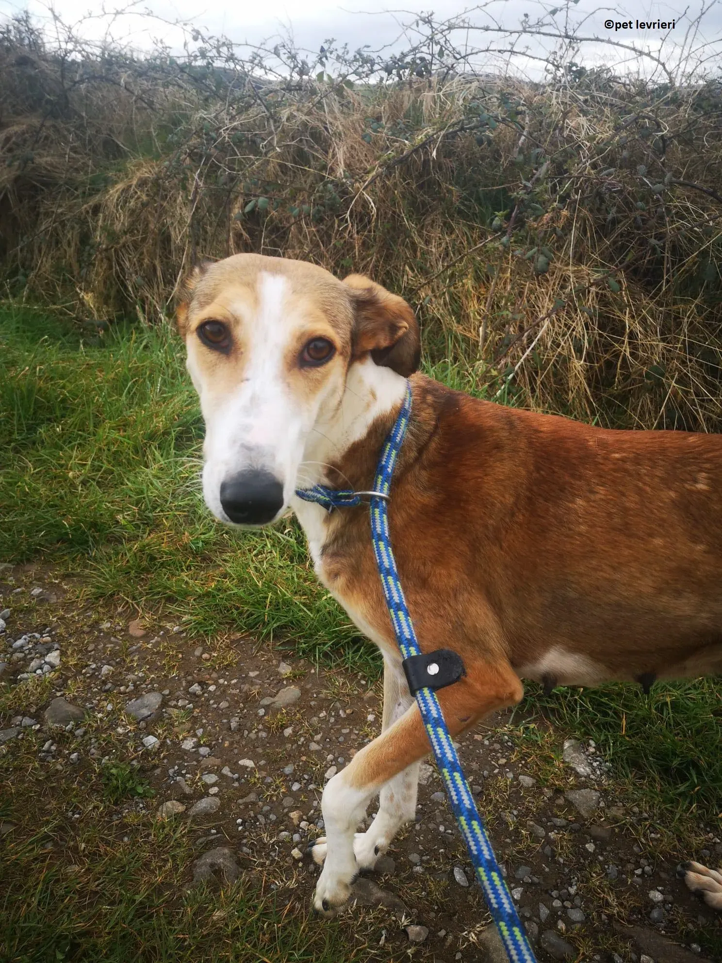 Donna adozione levriero lurcher saluki8