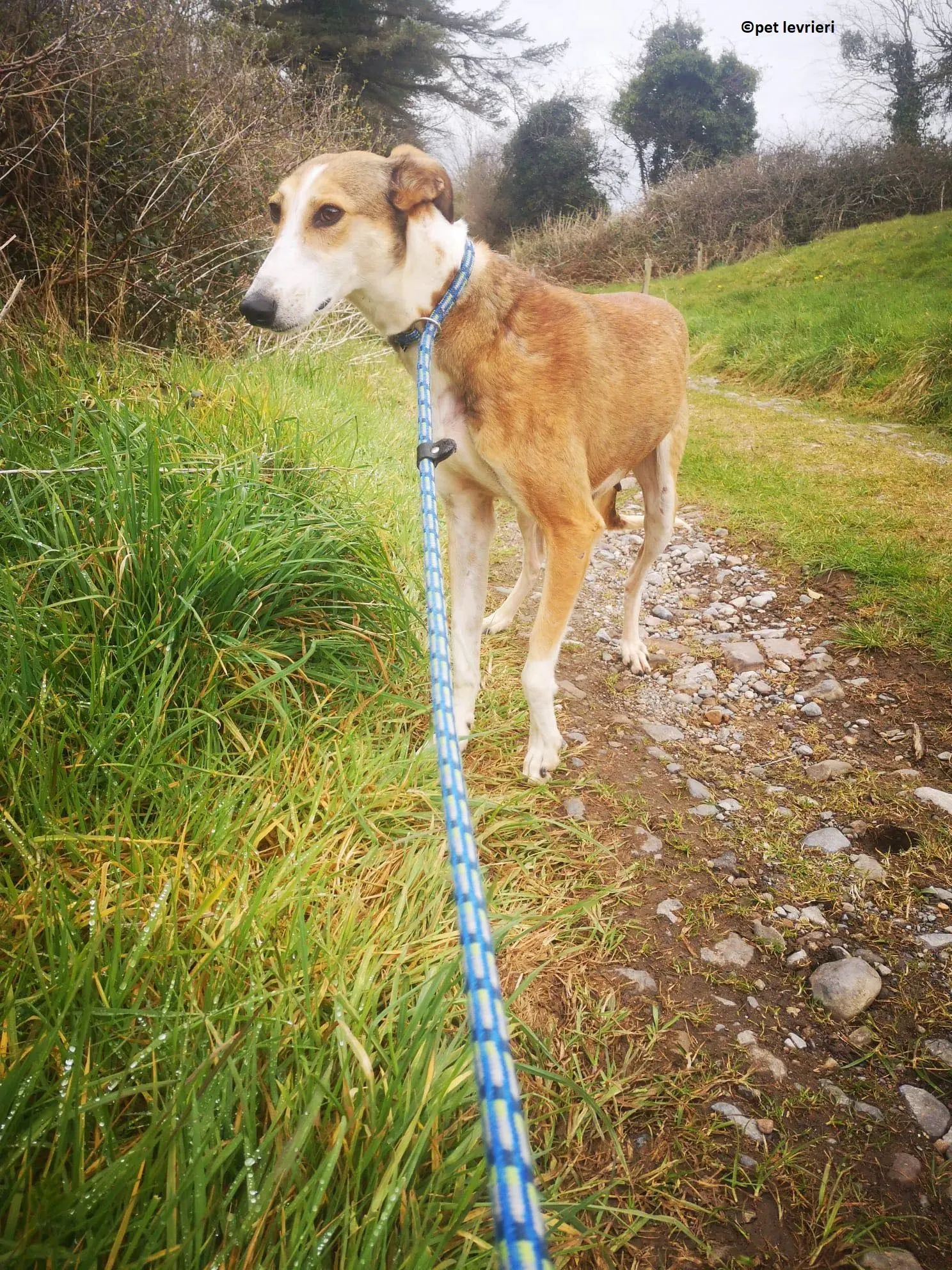 Donna adozione levriero lurcher saluki9