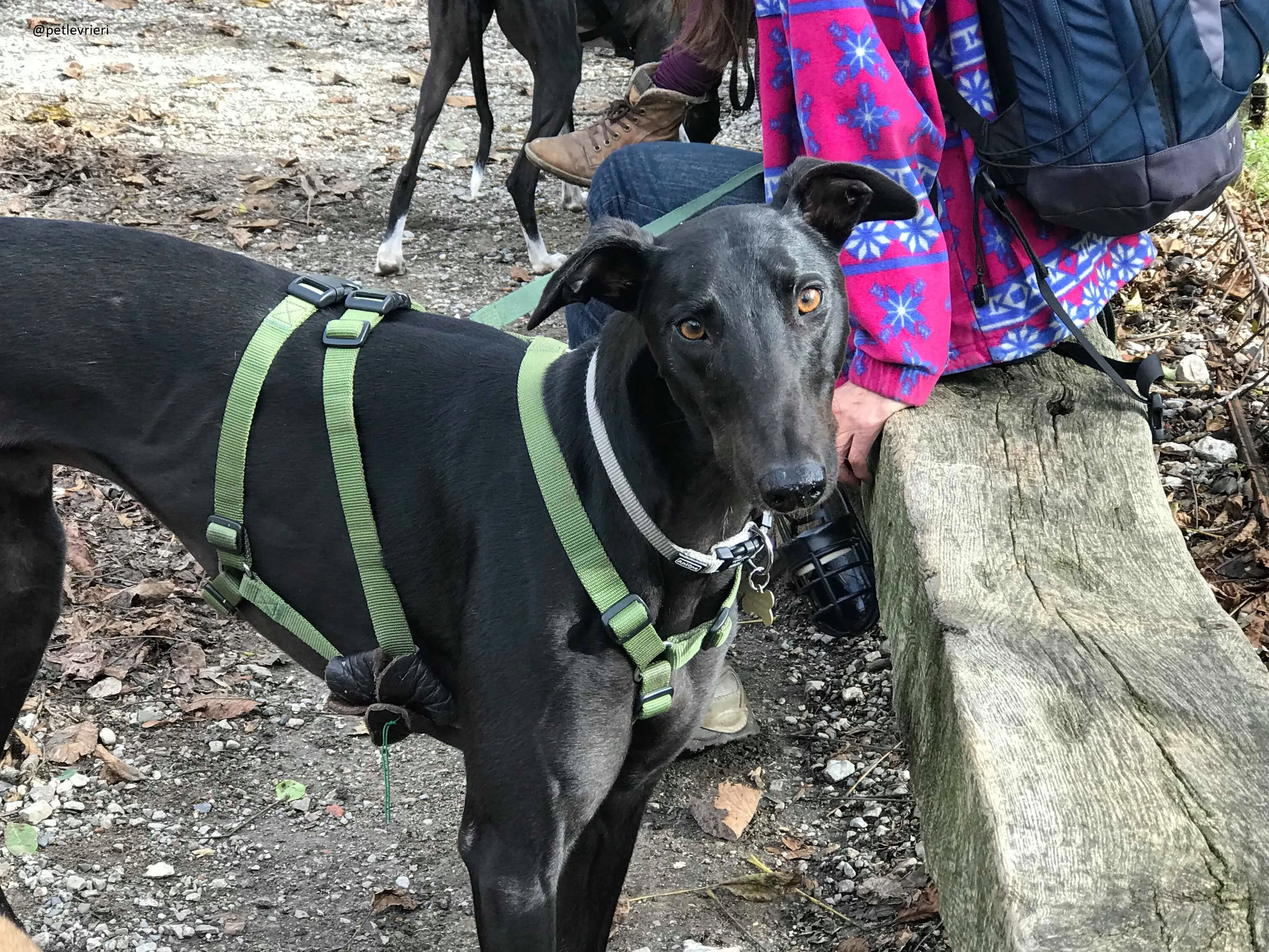 Doodle Adozionelevrieri petlevrieri Greyhound Foster 201