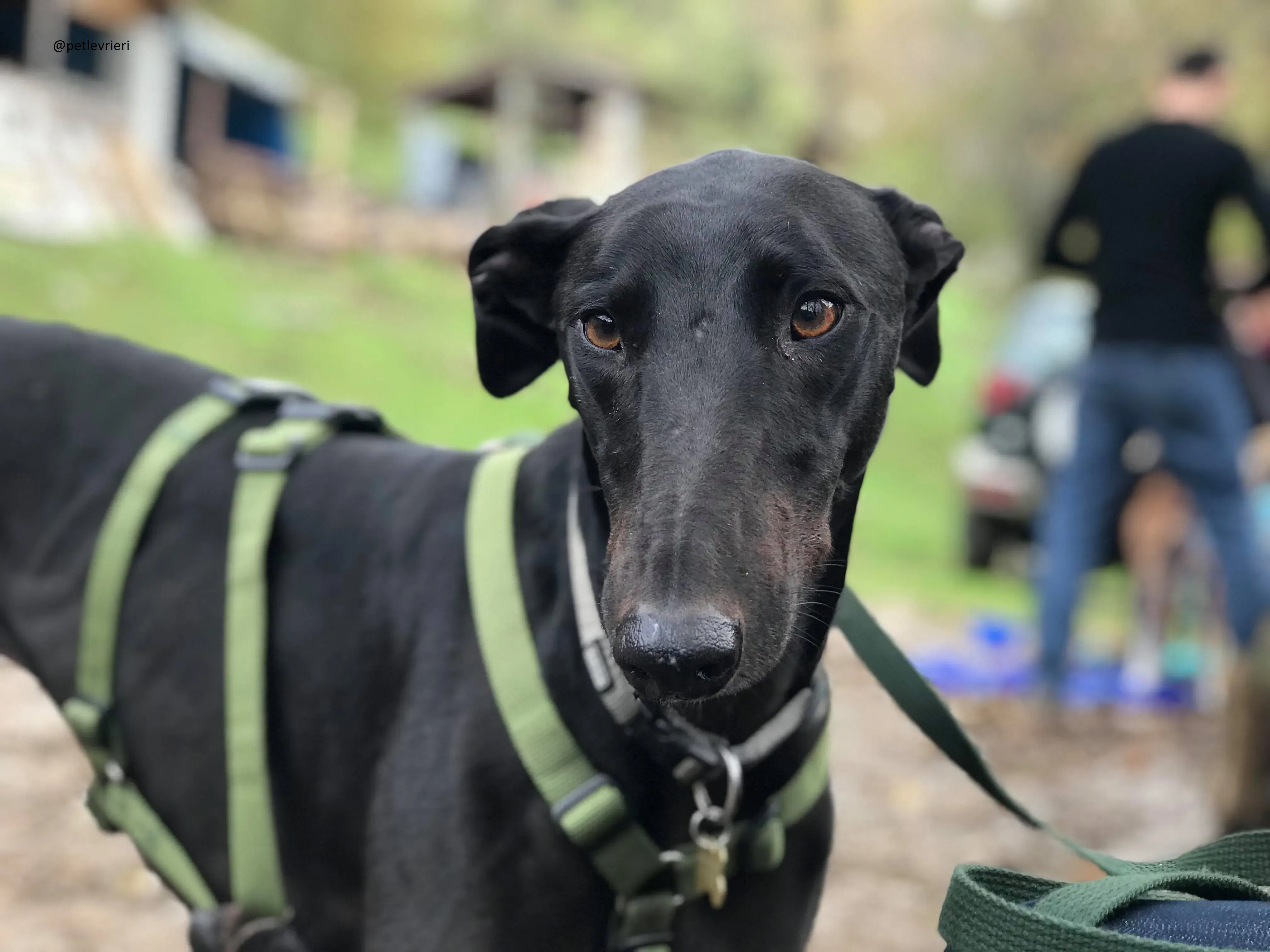 Doodle Adozionelevrieri petlevrieri Greyhound Foster 202