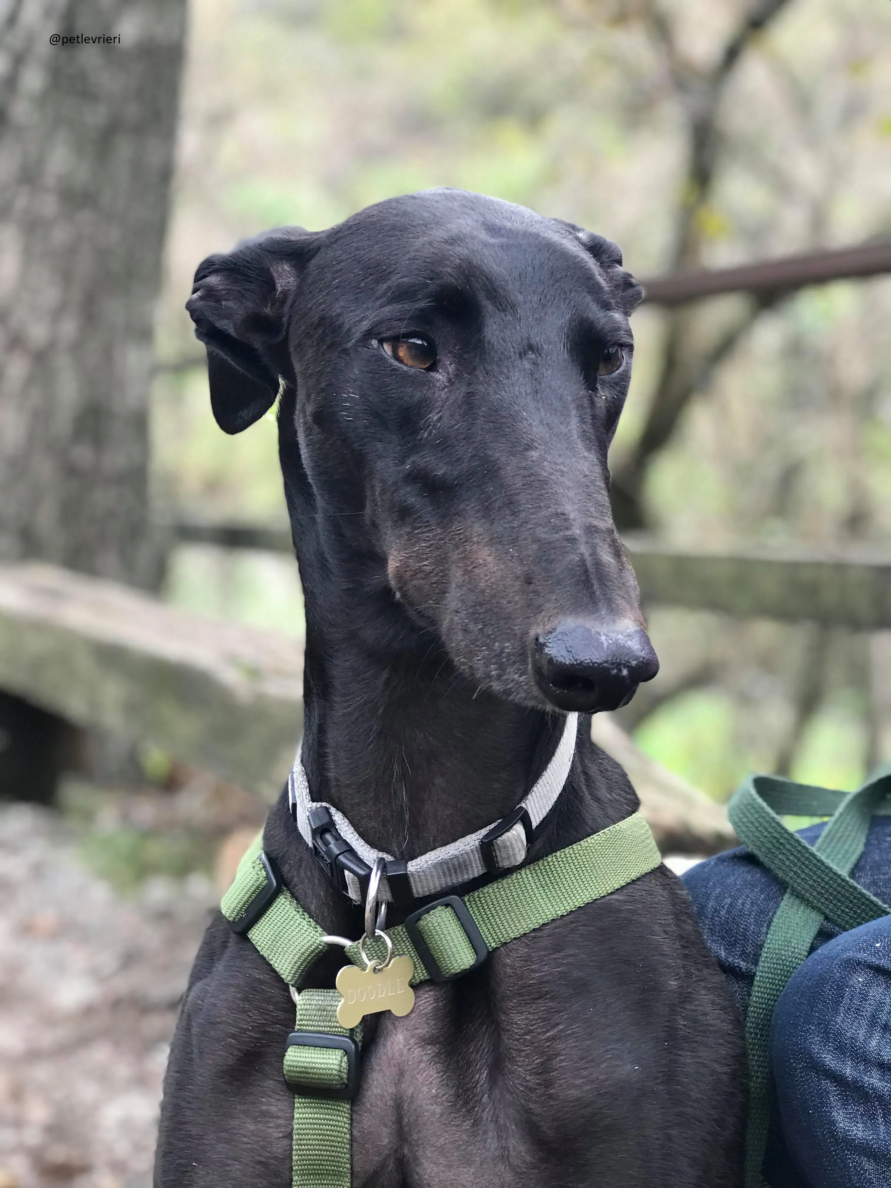 Doodle Adozionelevrieri petlevrieri Greyhound Foster 203