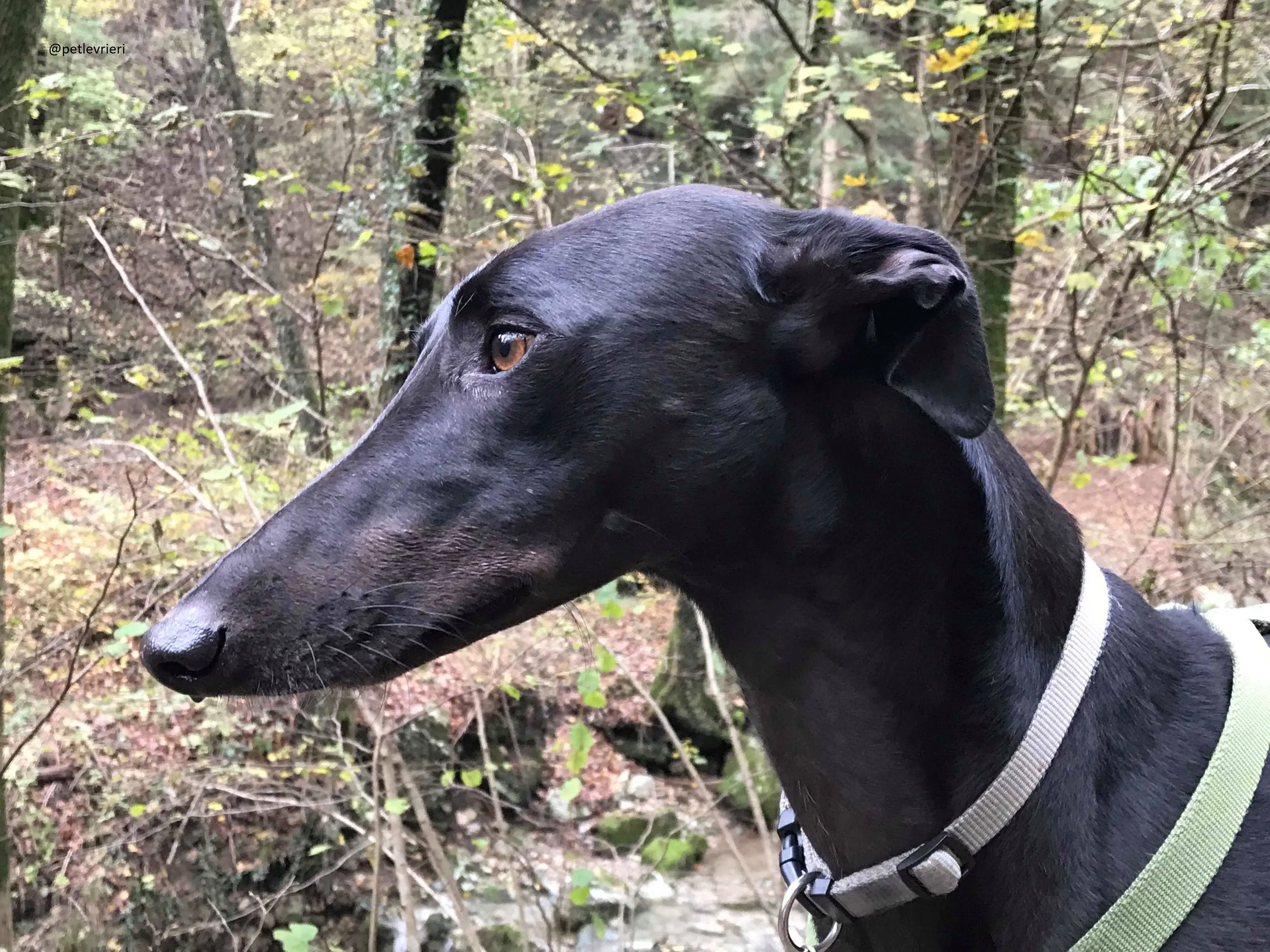 Doodle Adozionelevrieri petlevrieri Greyhound Foster 204