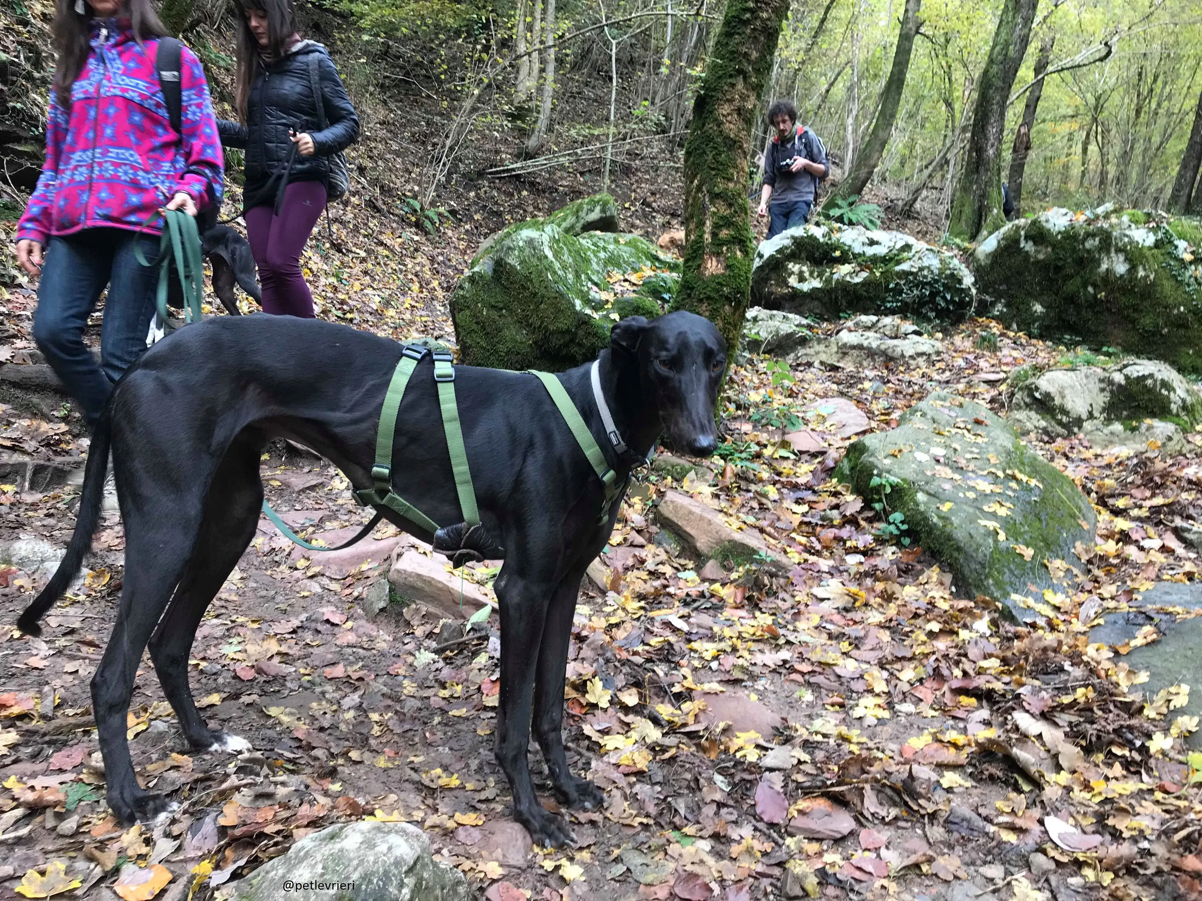 Doodle Adozionelevrieri petlevrieri Greyhound Foster 205