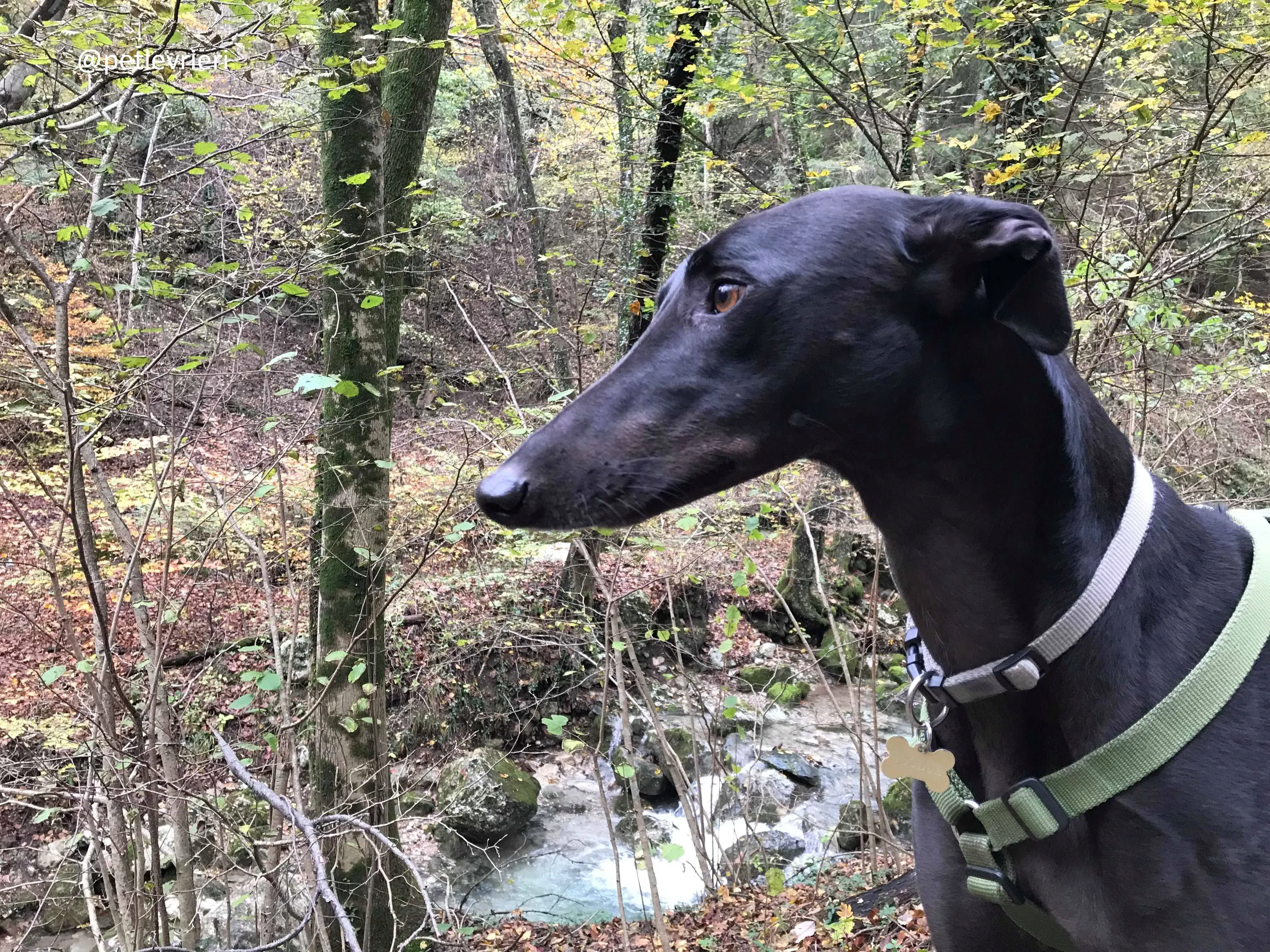 Doodle Adozionelevrieri petlevrieri Greyhound Foster 206