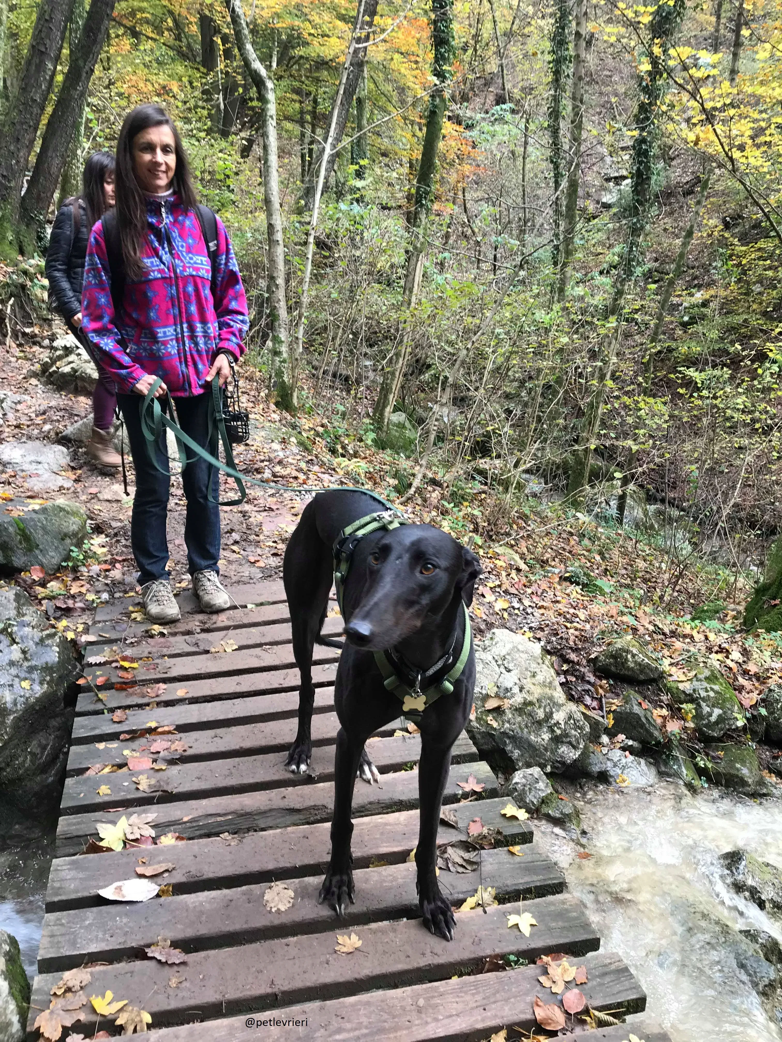 Doodle Adozionelevrieri petlevrieri Greyhound Foster 207