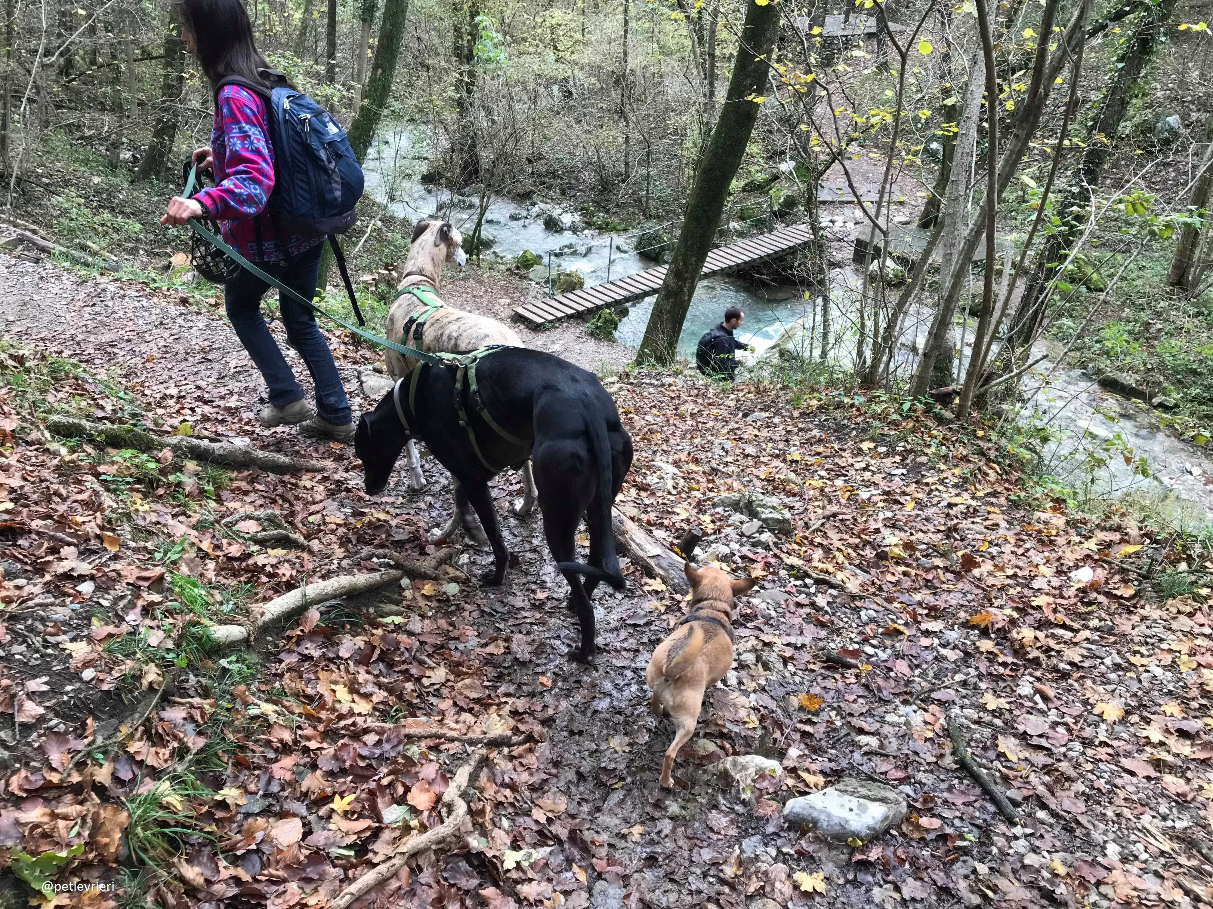 Doodle Adozionelevrieri petlevrieri Greyhound Foster 208