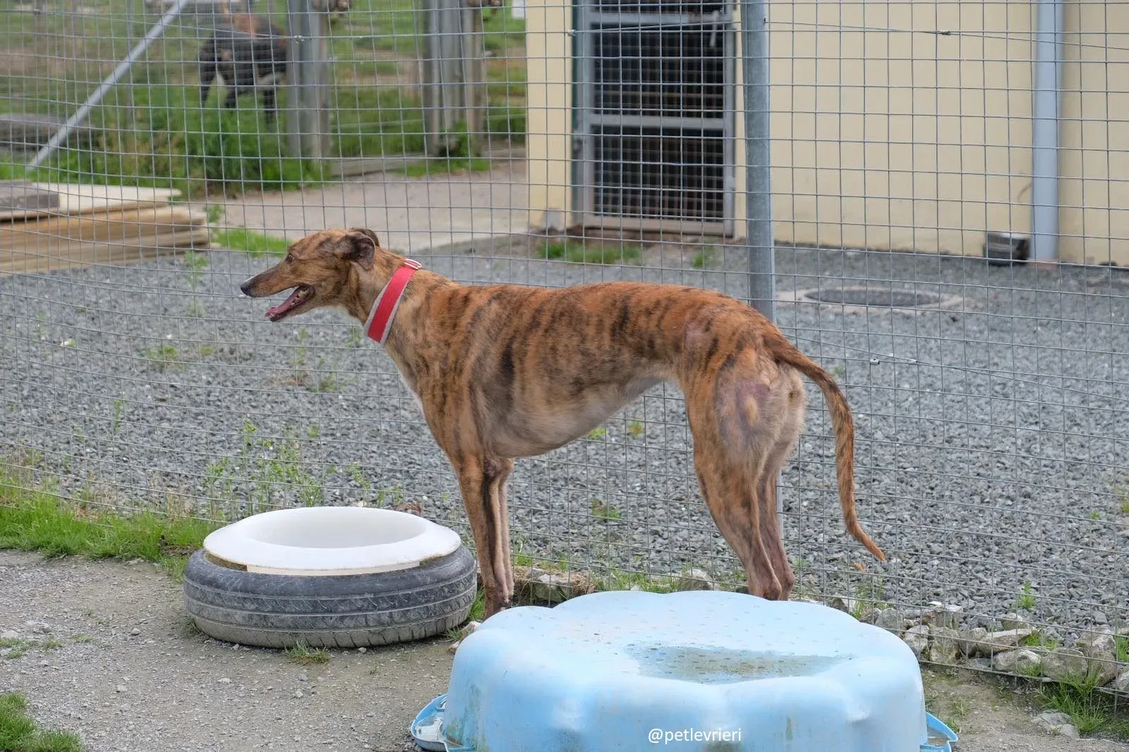 Dorothy adozione greyhound 12