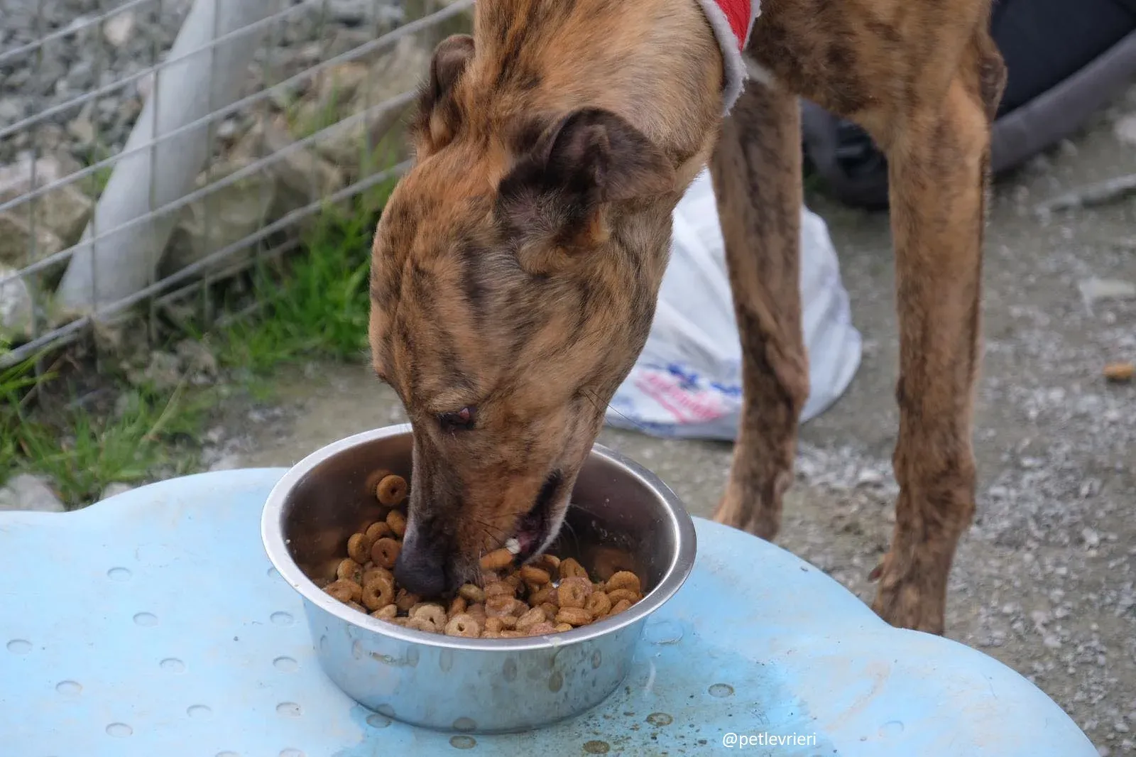 Dorothy adozione greyhound 13