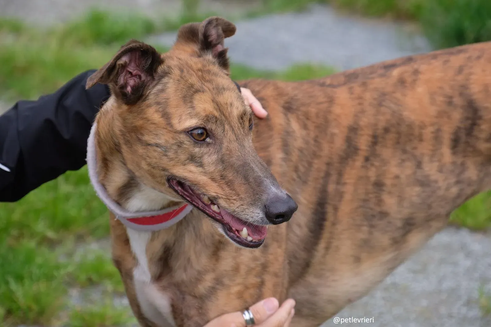 Dorothy adozione greyhound 15