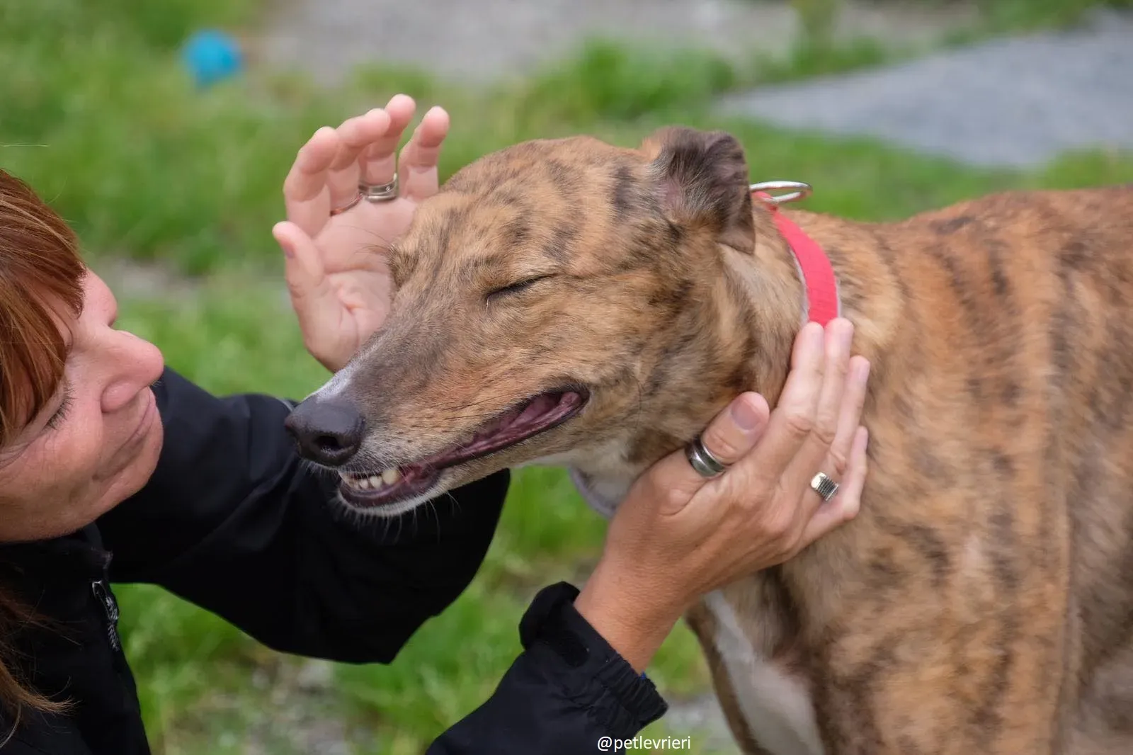 Dorothy adozione greyhound 16