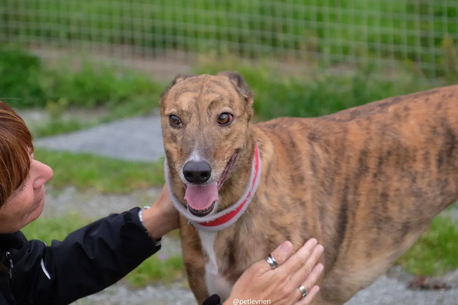 Dorothy adozione greyhound 19