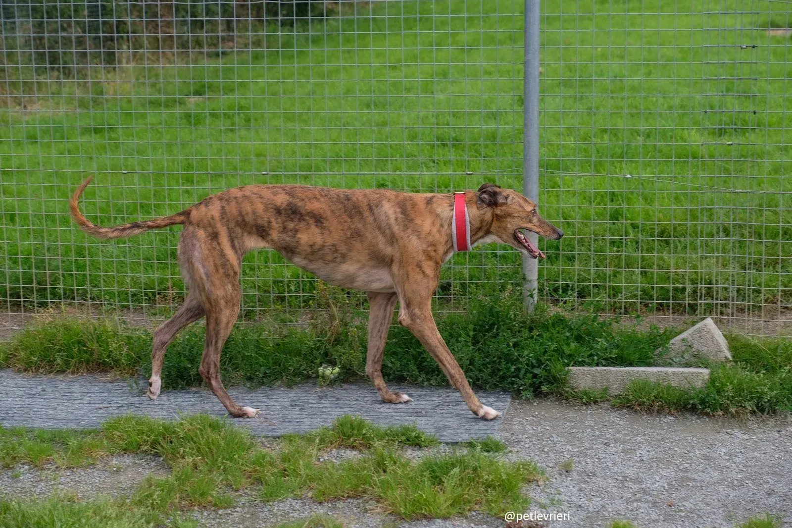 Dorothy adozione greyhound 21