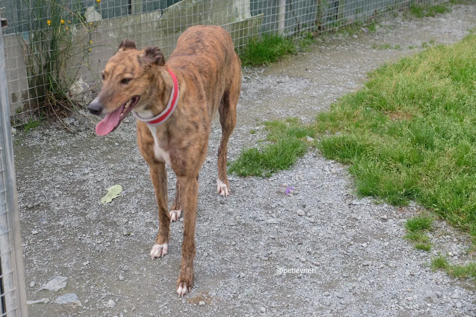 Dorothy adozione greyhound 5