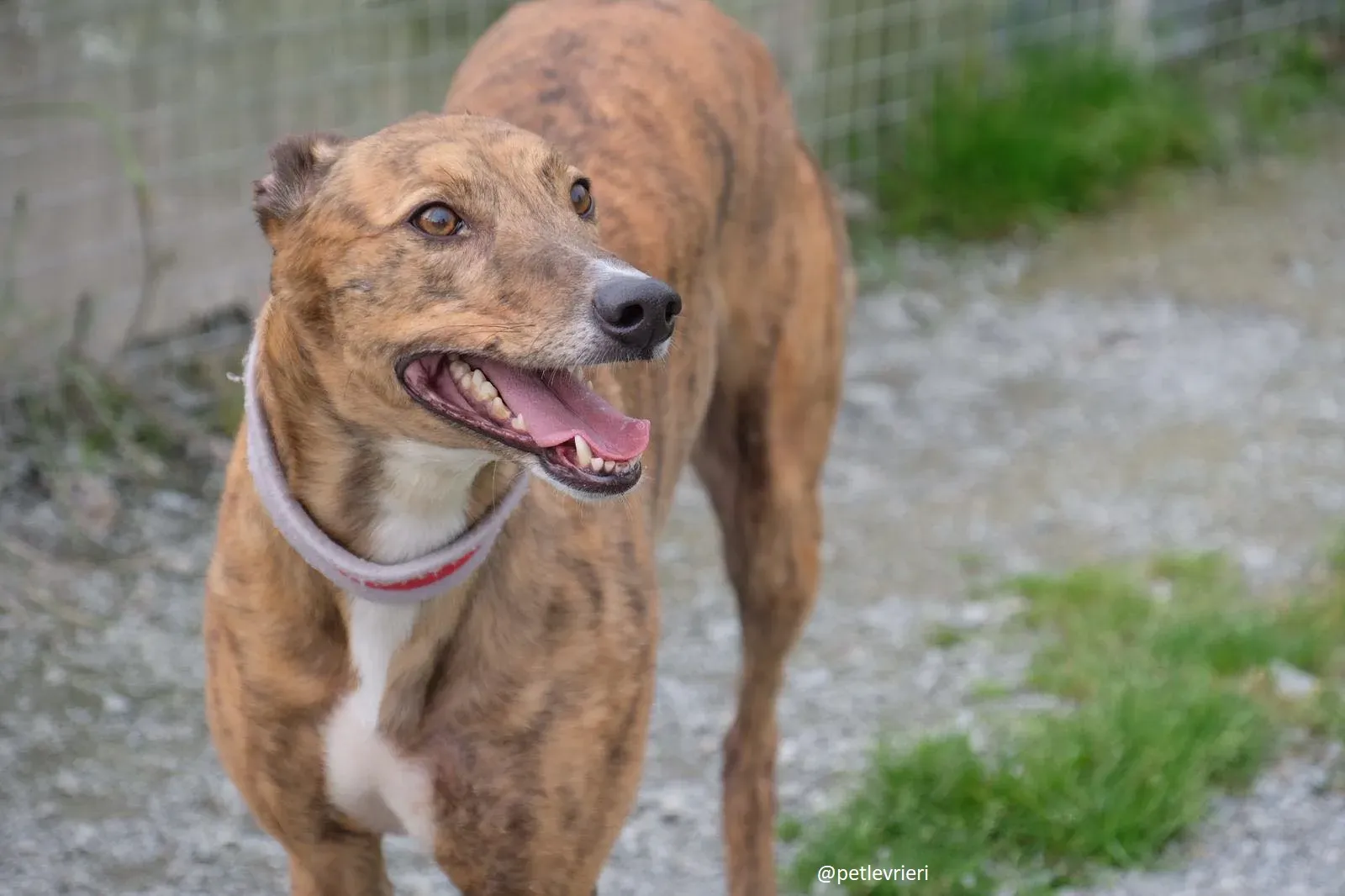 Dorothy adozione greyhound 7