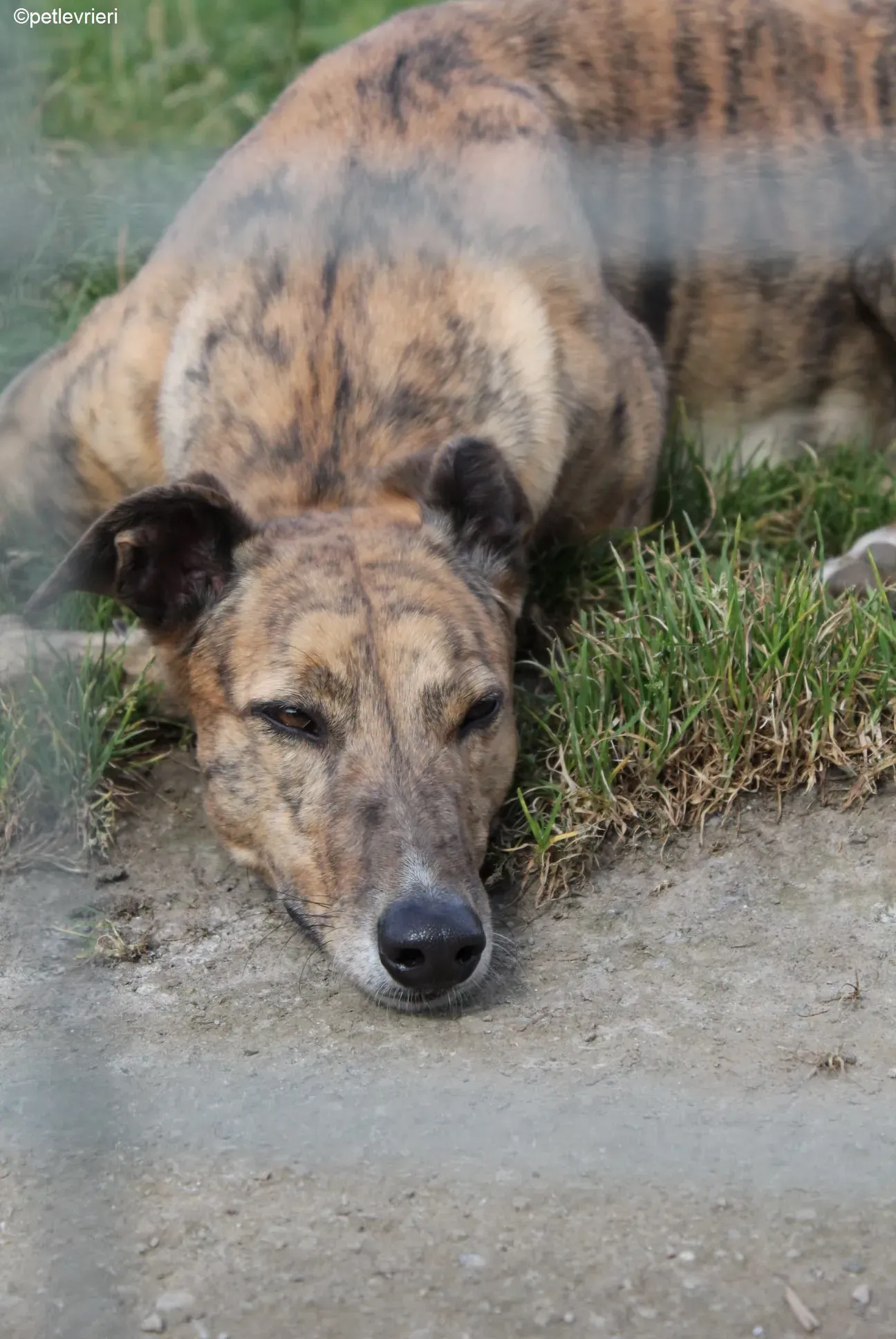 Dorothy adozione levrieri greyhound 1