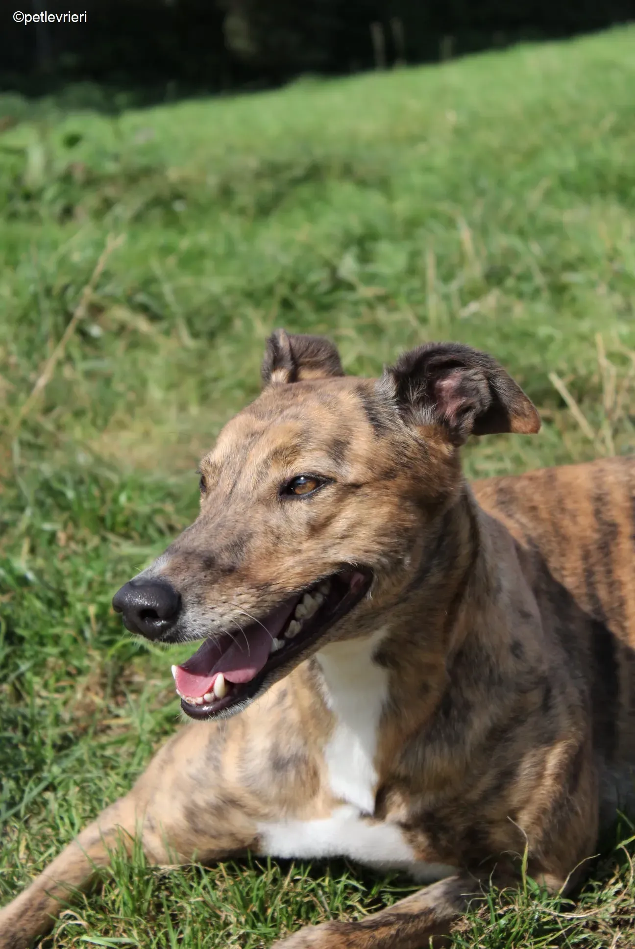 Dorothy adozione levrieri greyhound 10