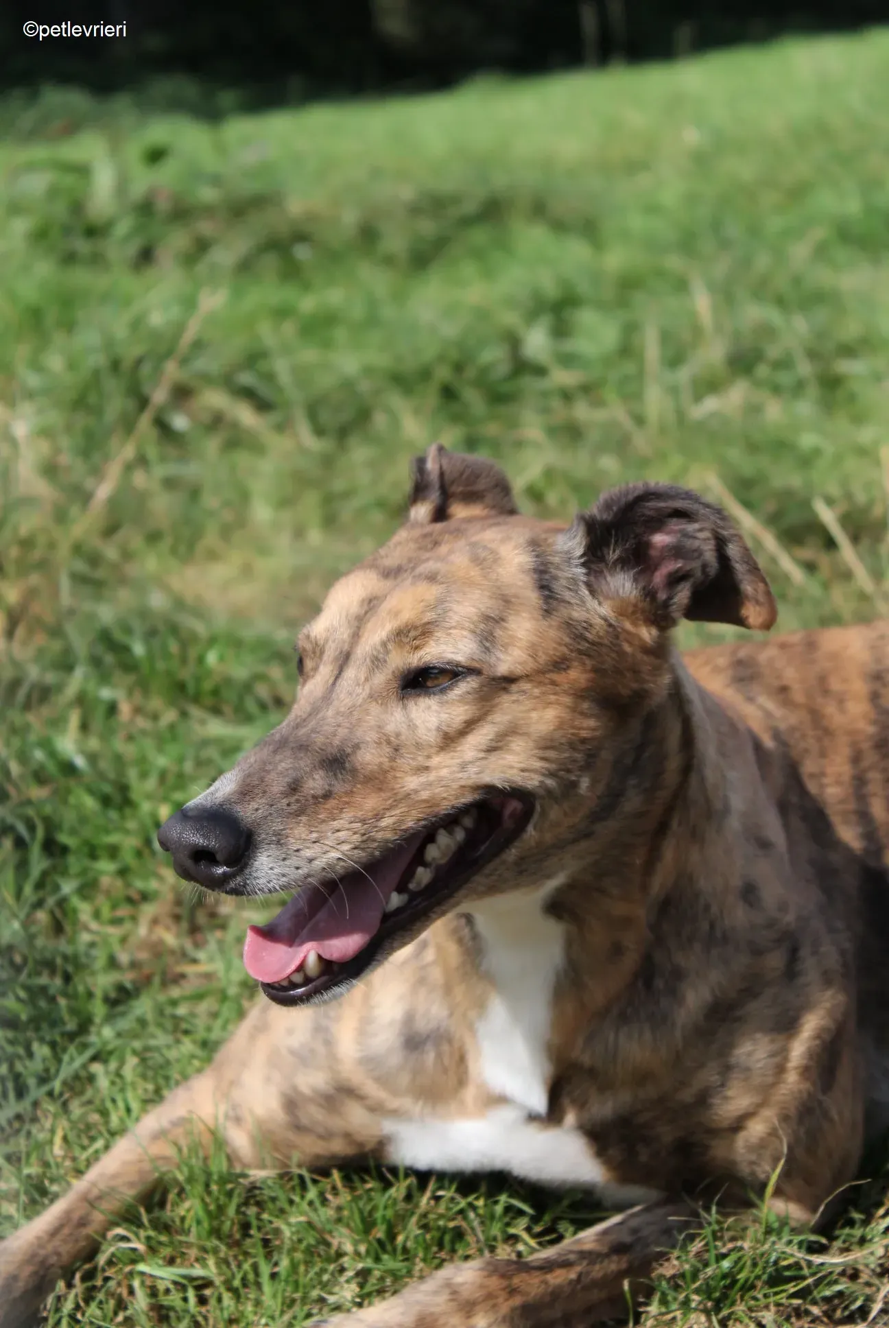 Dorothy adozione levrieri greyhound 11