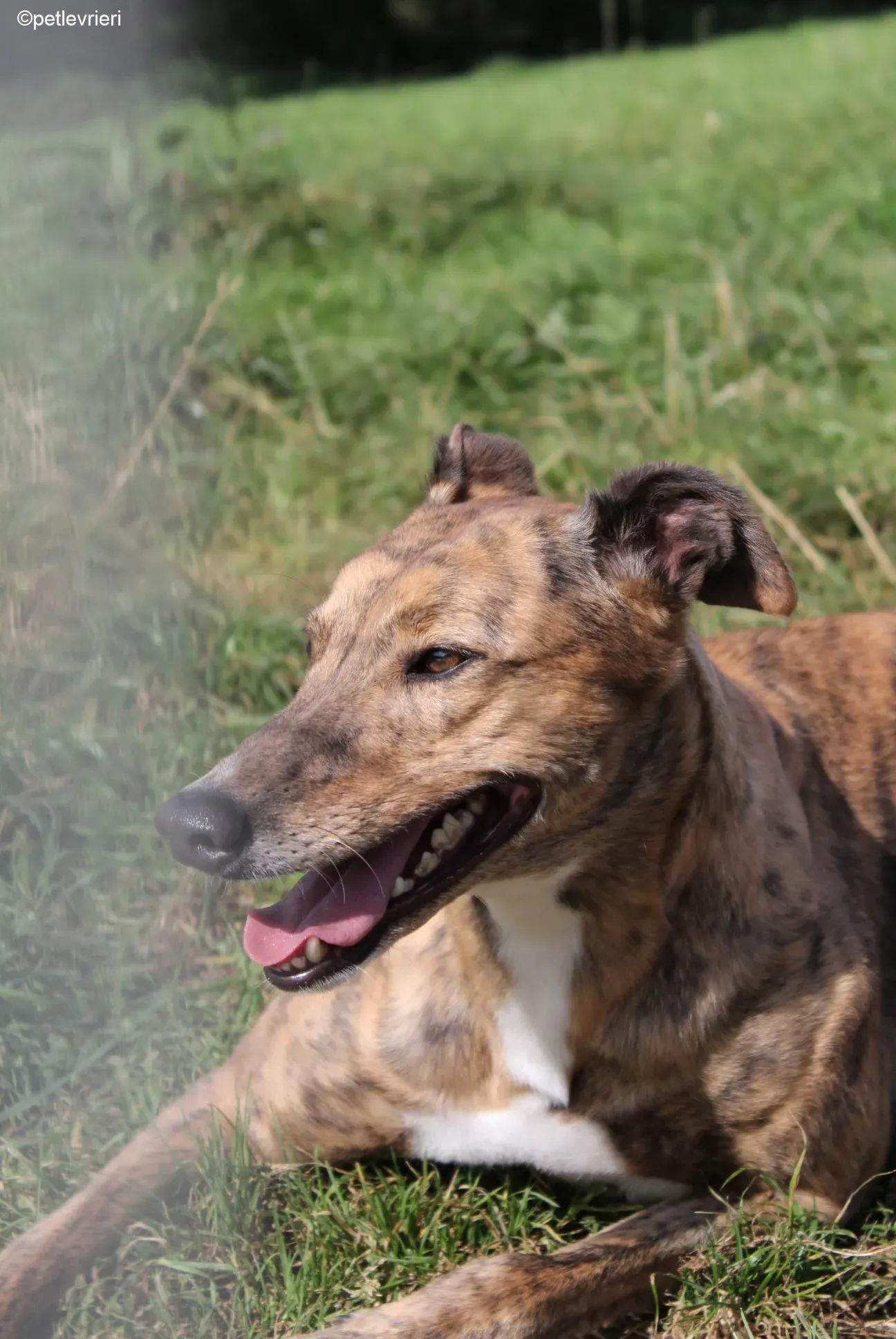 Dorothy adozione levrieri greyhound 2