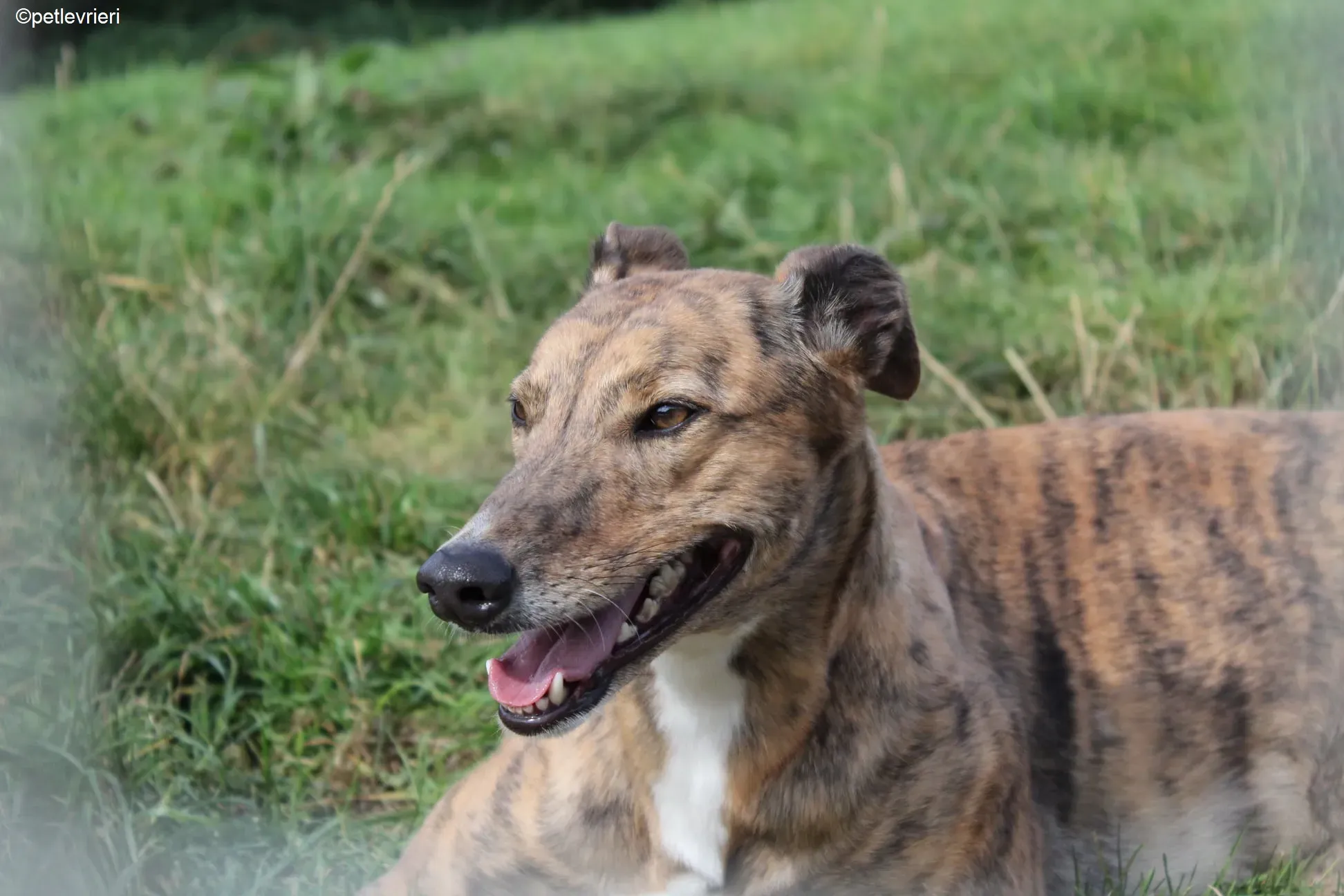 Dorothy adozione levrieri greyhound 3