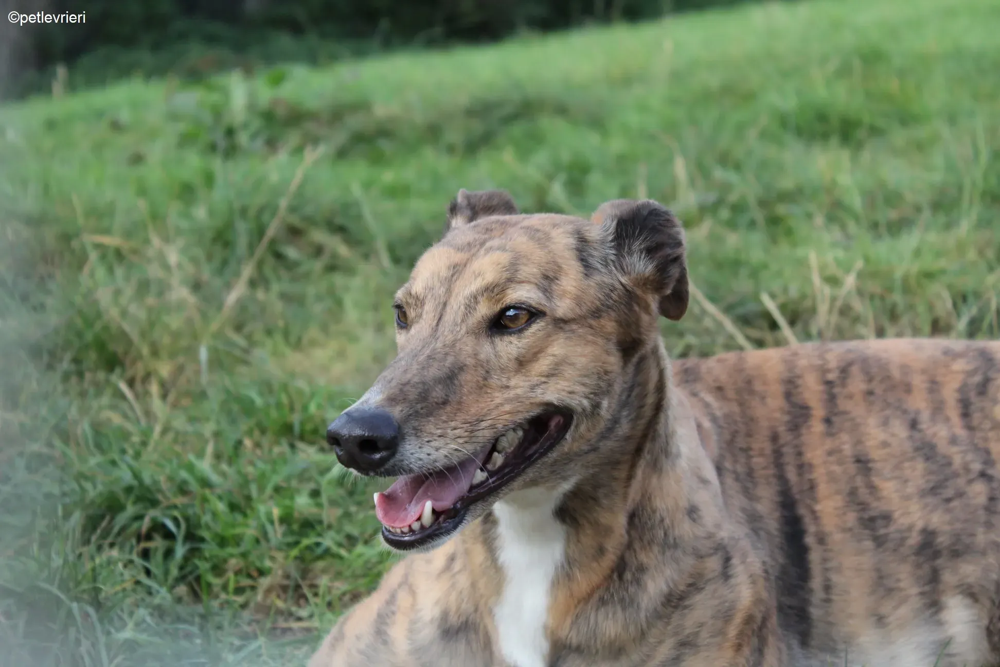 Dorothy adozione levrieri greyhound 4