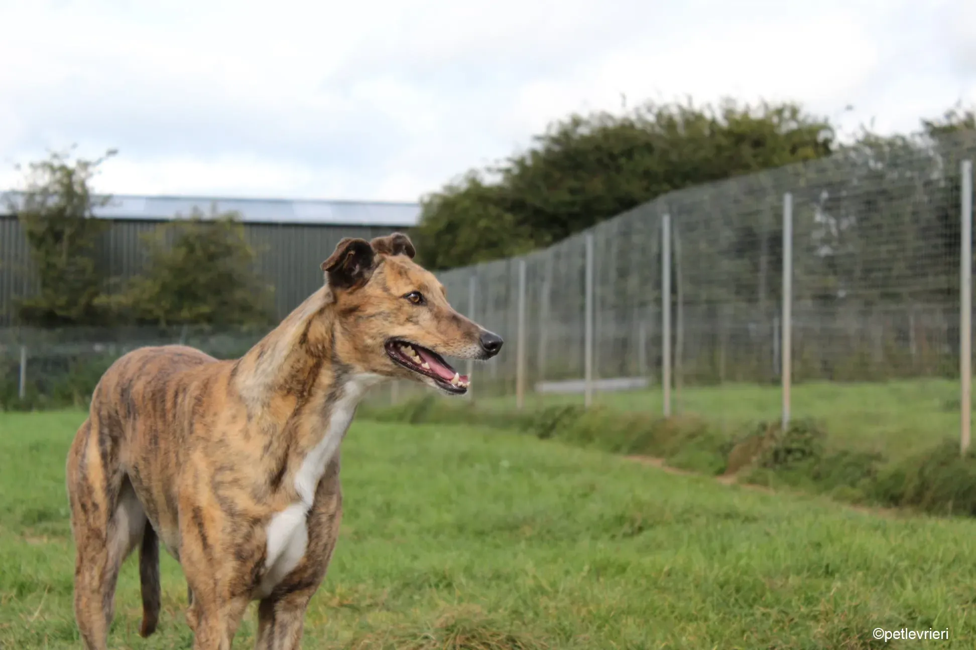 Dorothy adozione levrieri greyhound 5