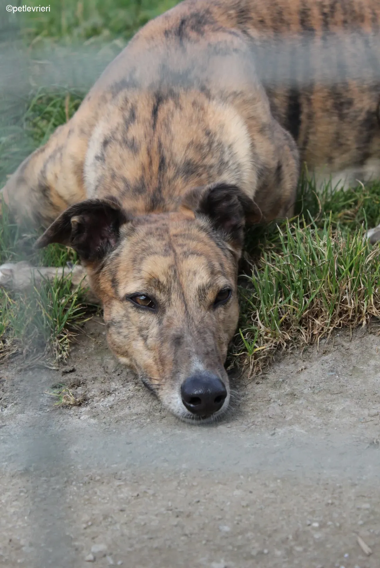 Dorothy adozione levrieri greyhound 6