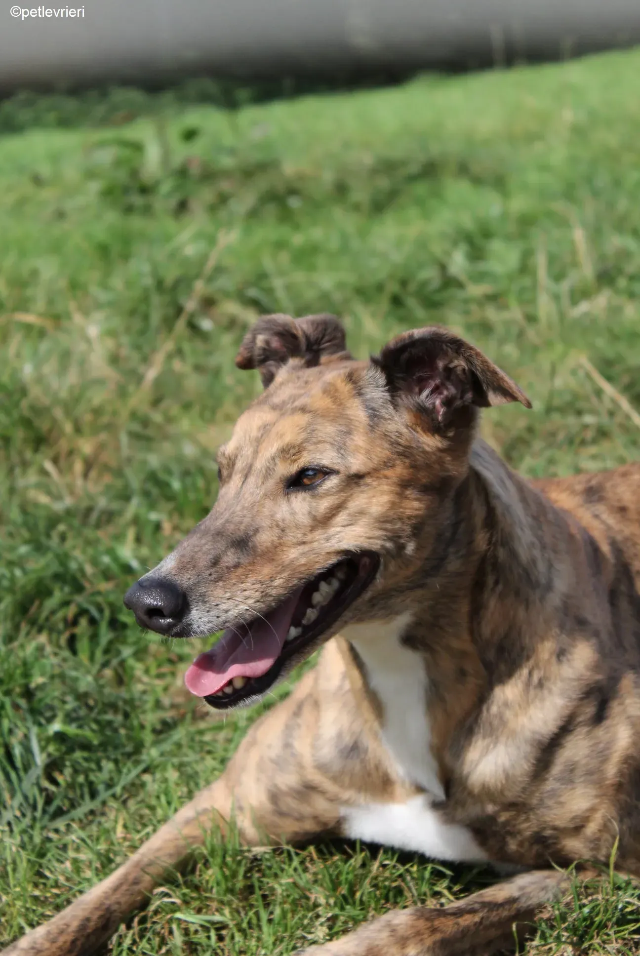 Dorothy adozione levrieri greyhound 7