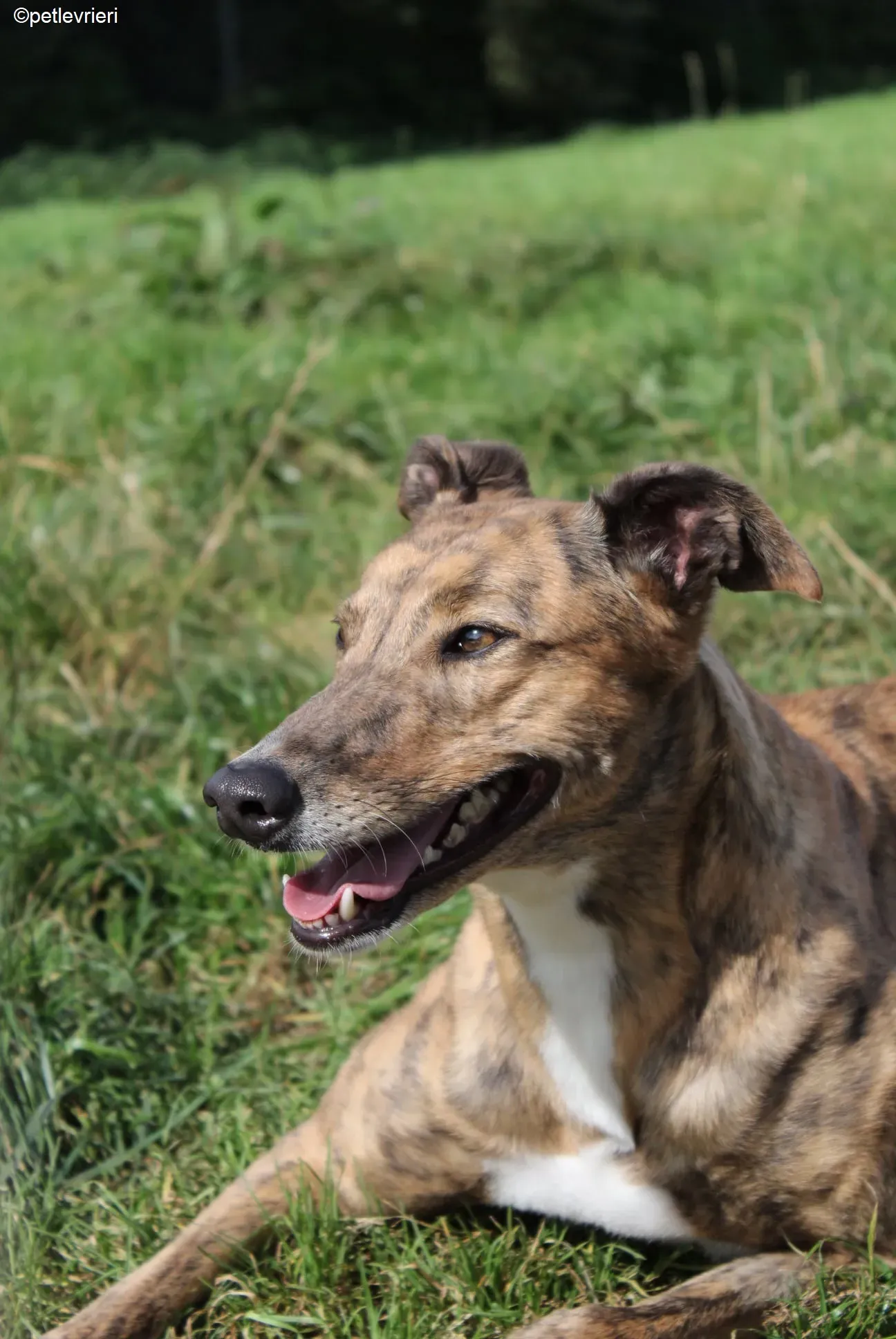 Dorothy adozione levrieri greyhound 8