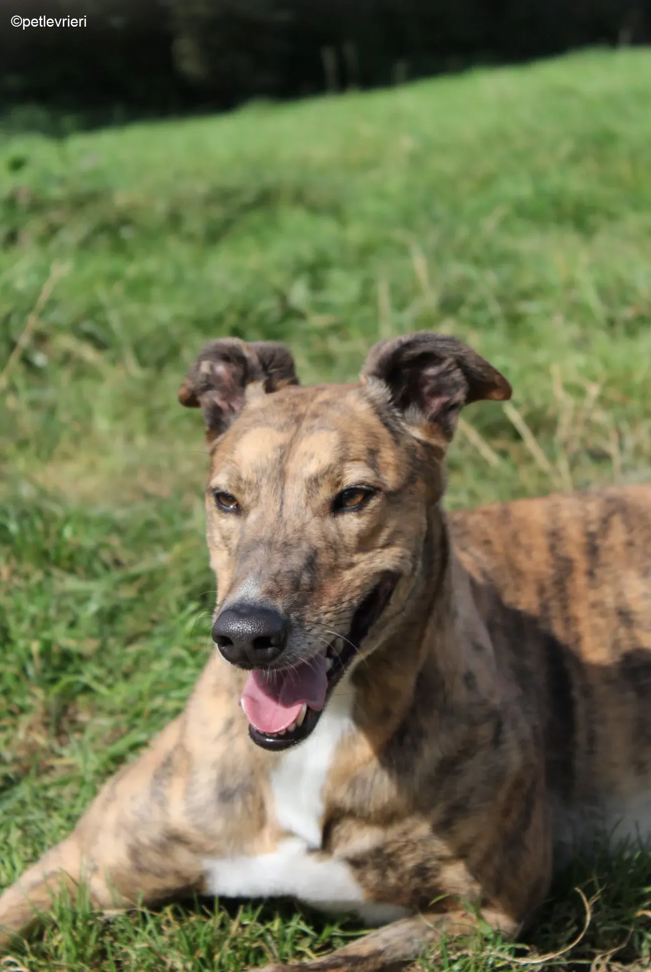 Dorothy adozione levrieri greyhound 9