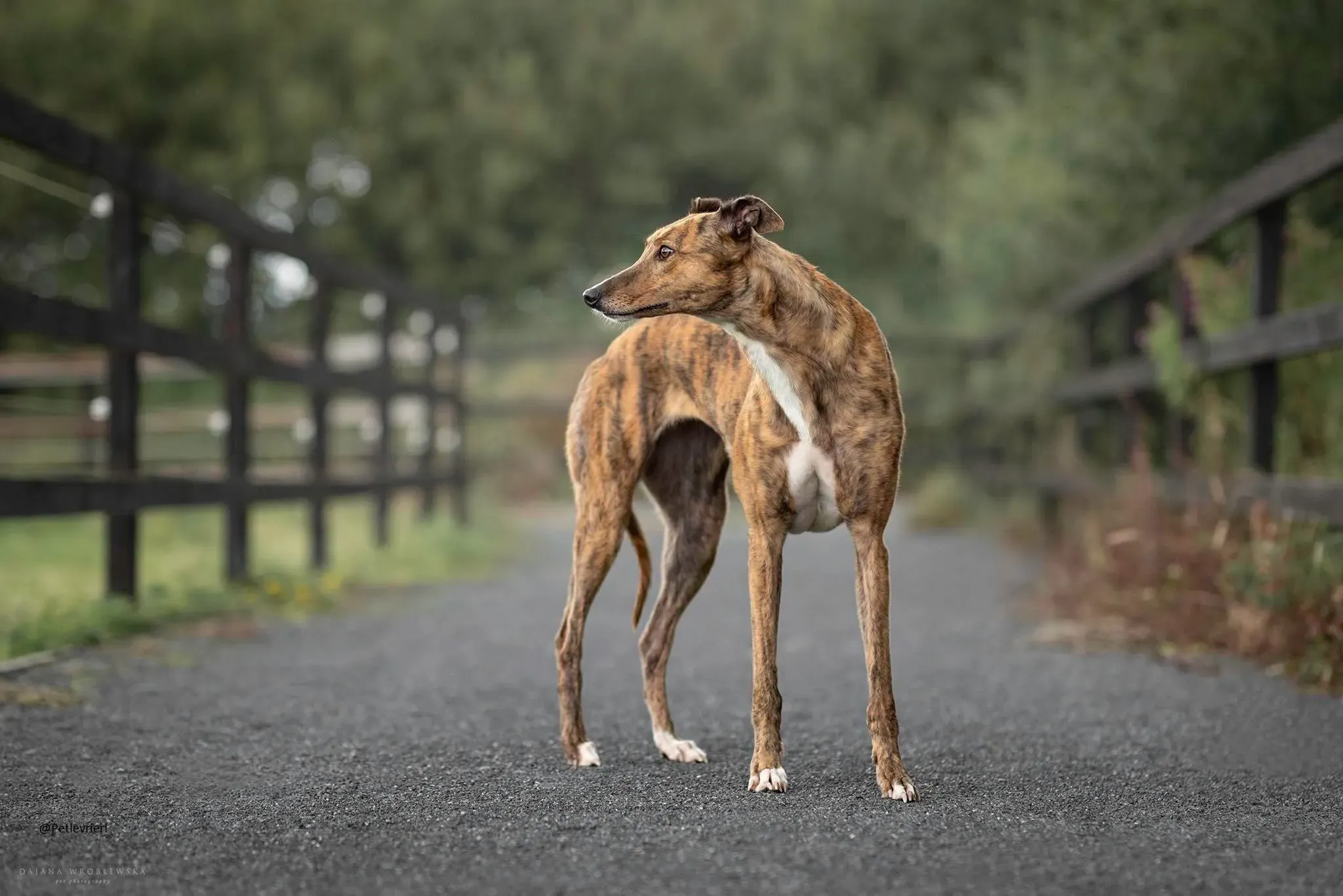 Dorothy greyhound pet levrieri adozione 1