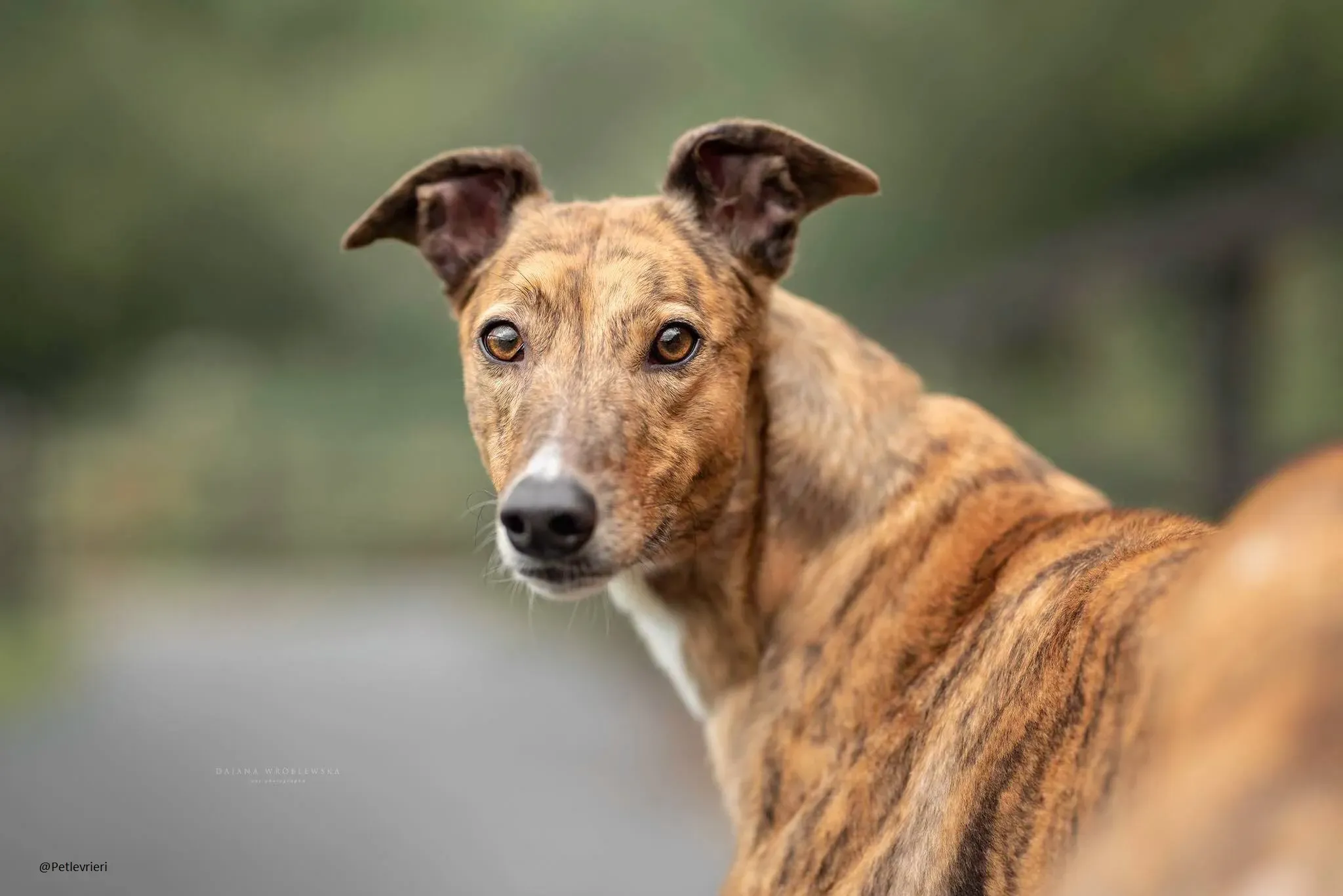 Dorothy greyhound pet levrieri adozione 2