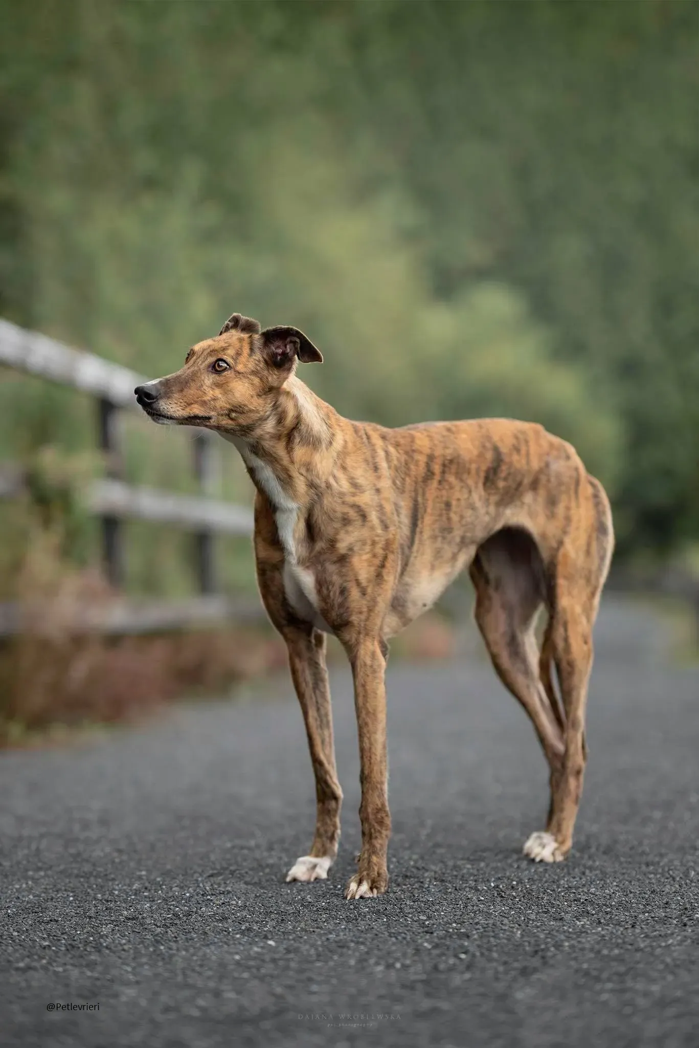 Dorothy greyhound pet levrieri adozione 3