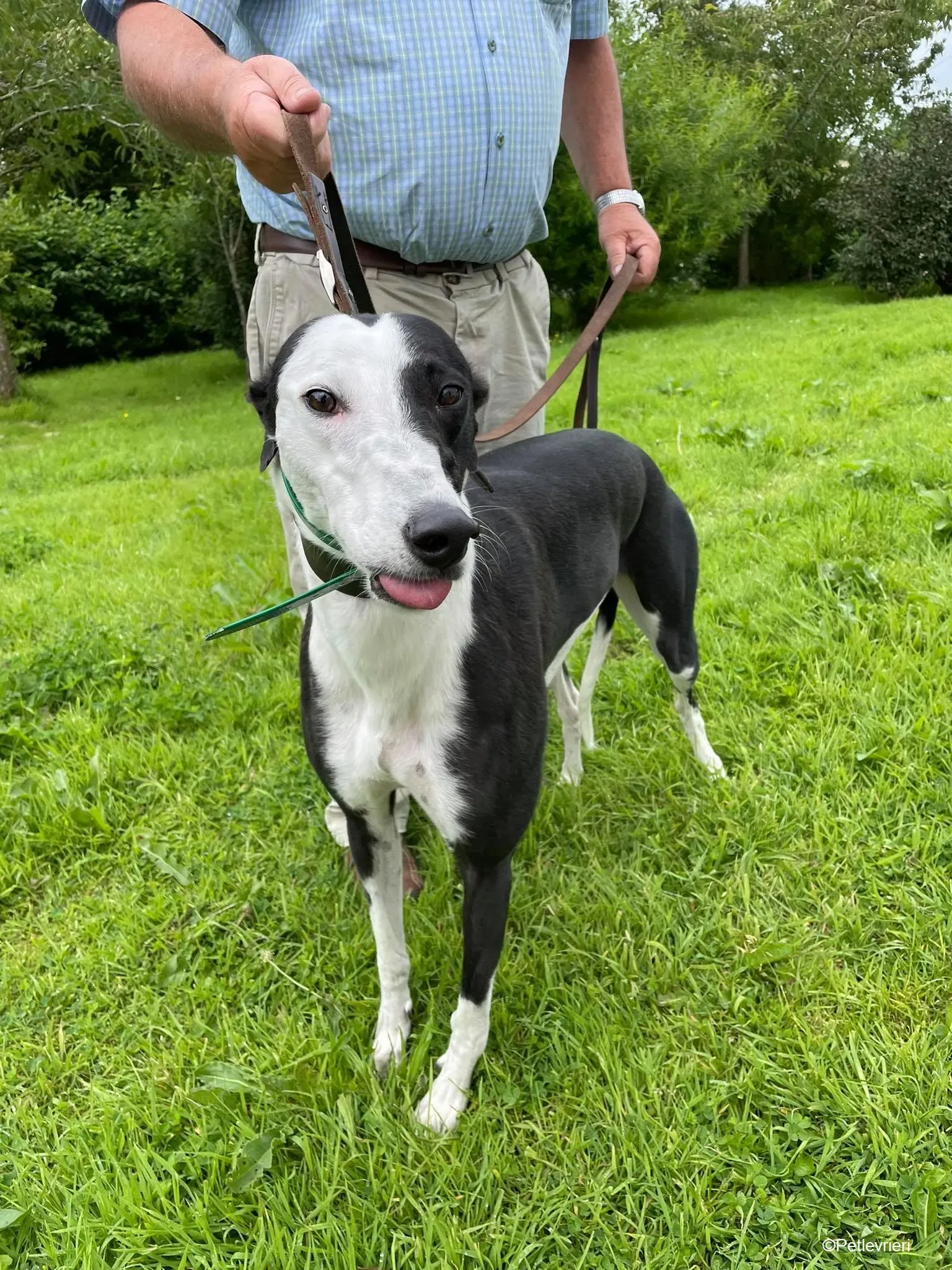 Dotty adozione levrieri greyhound 1