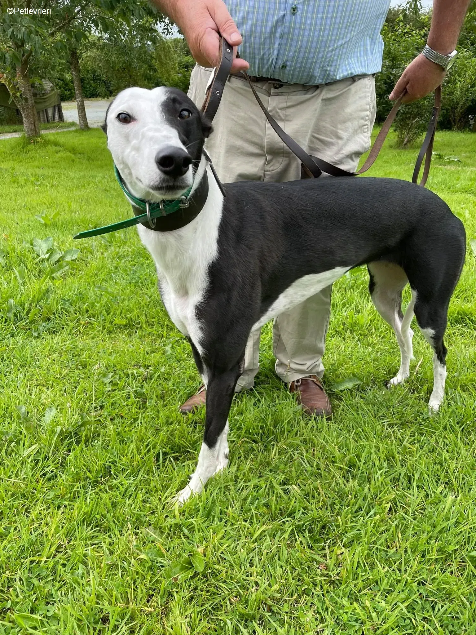 Dotty adozione levrieri greyhound 2