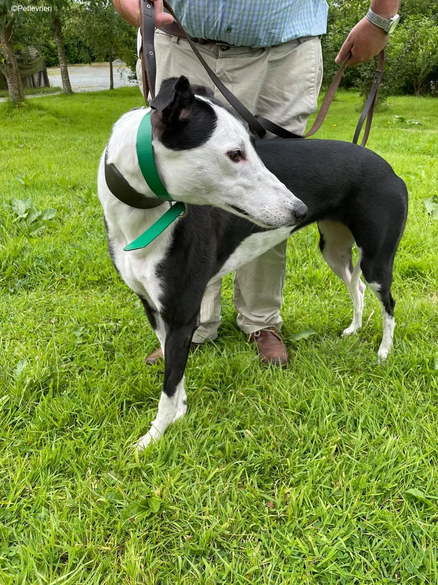 Dotty adozione levrieri greyhound 3