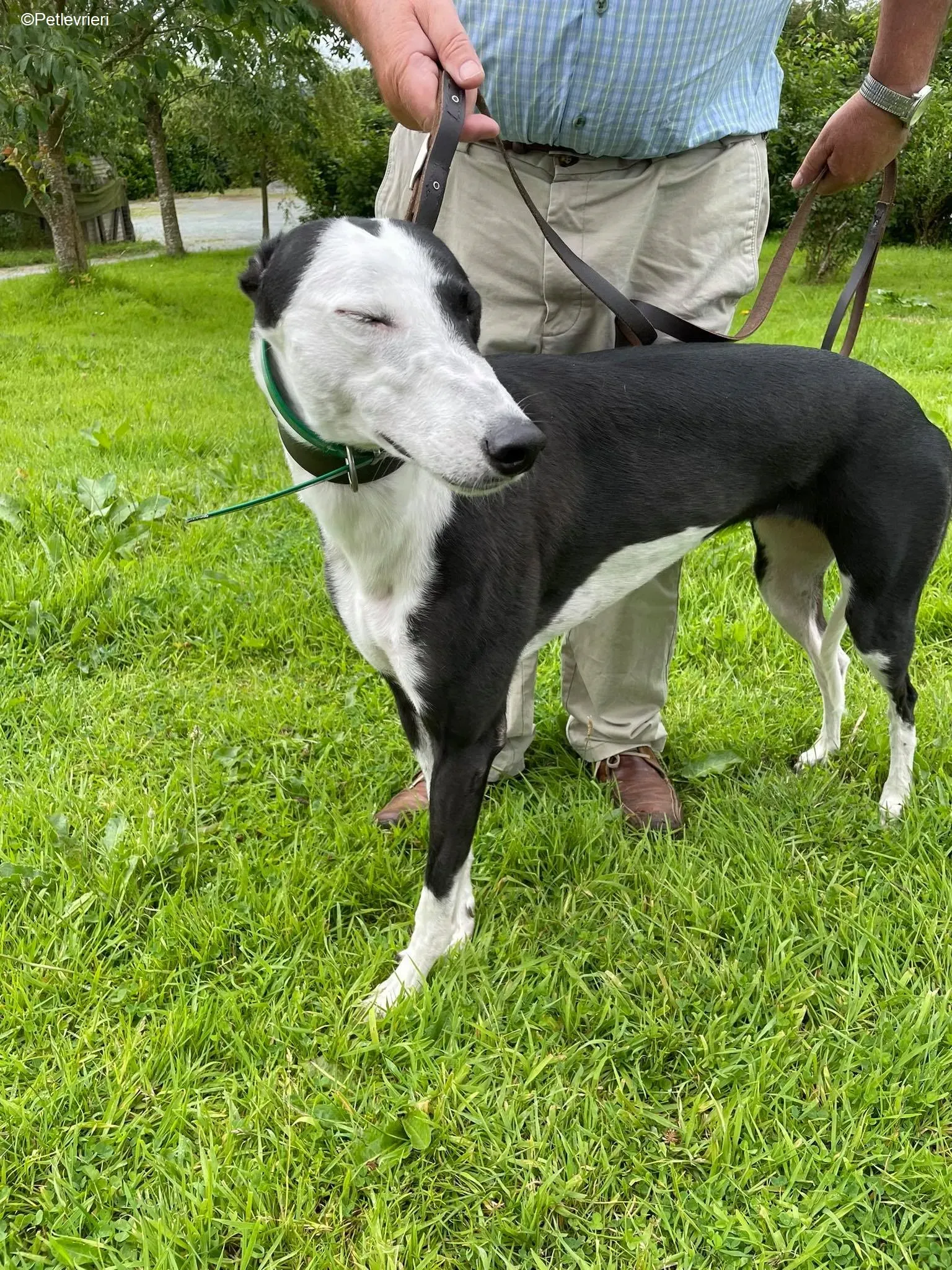 Dotty adozione levrieri greyhound 4