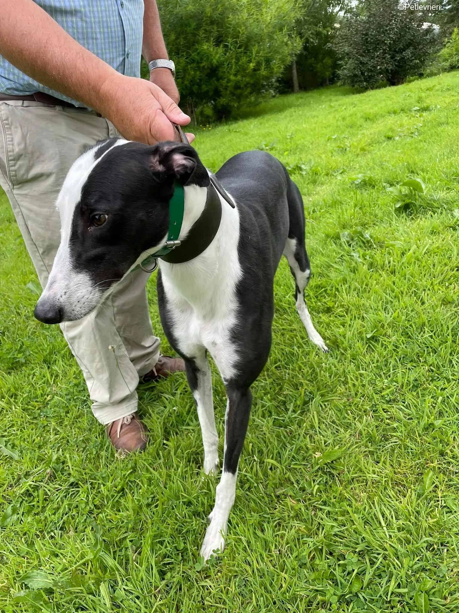 Dotty adozione levrieri greyhound 5