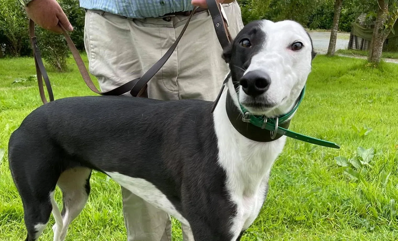 Dotty adozione levrieri greyhound 6 e1627935006324