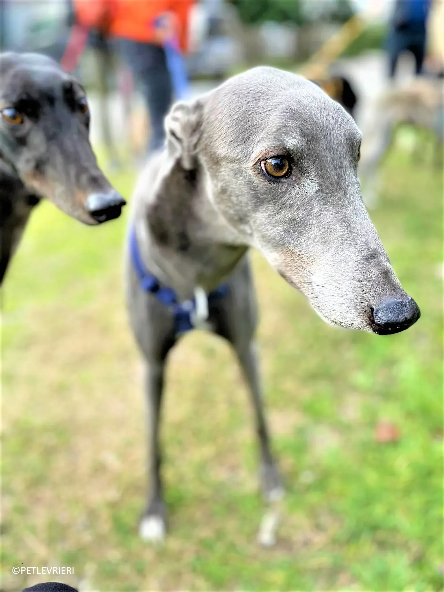 Double adozione levrieri greyhound.10 2