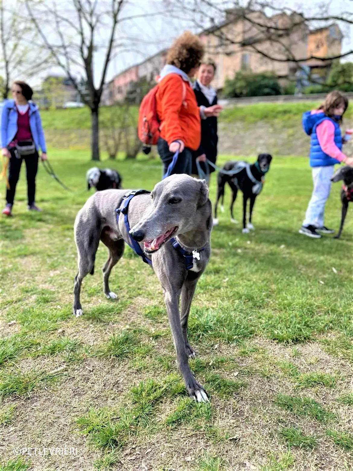 Double adozione levrieri greyhound.11 2