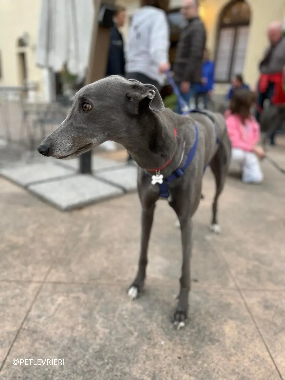 Double adozione levrieri greyhound.13